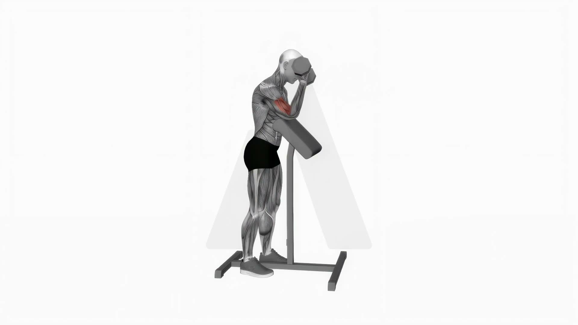 Dumbbell Standing Preacher Curl exercise demonstration