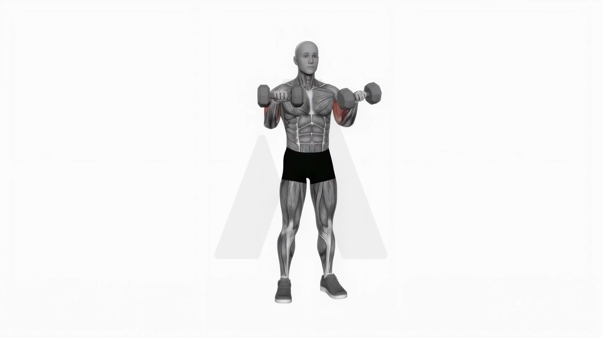Dumbbell Standing Reverse Curl exercise demonstration