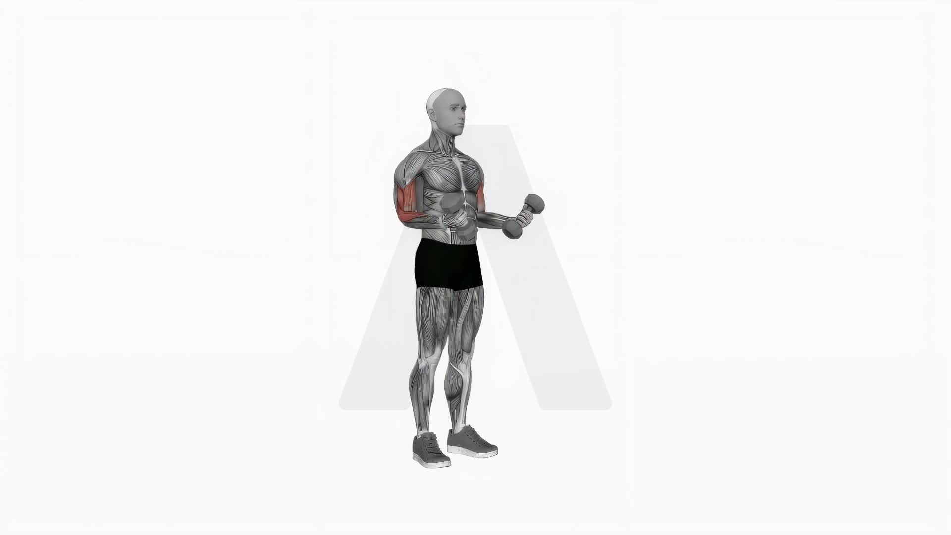 Dumbbell Standing Simultaneous Biceps Curl exercise demonstration