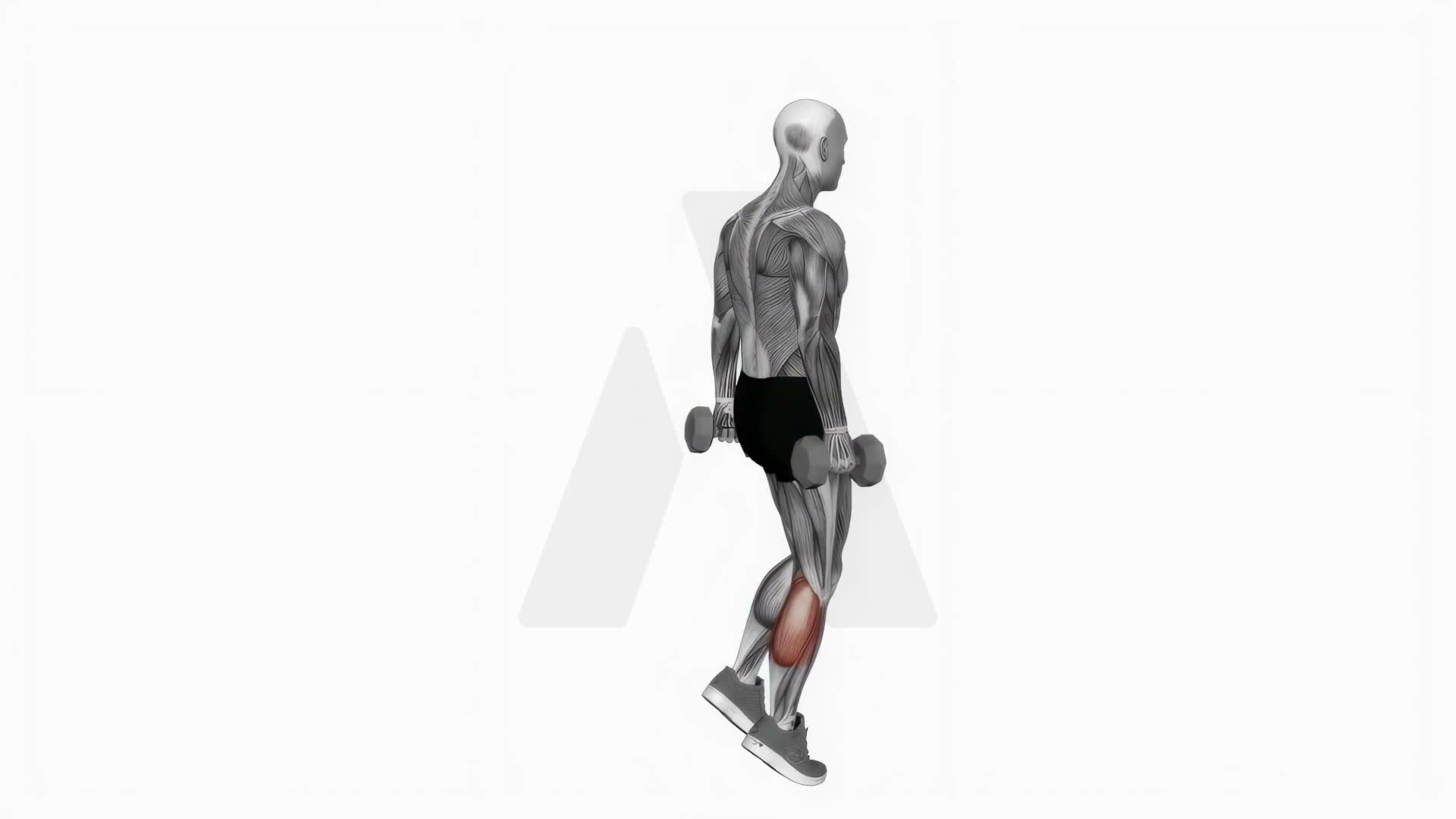 Dumbbell Standing Single Leg Calf Raise exercise demonstration
