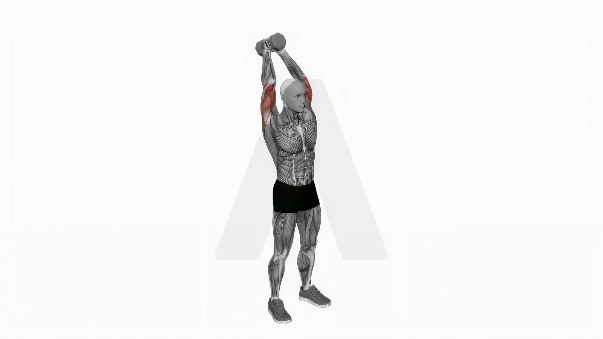 Dumbbell Overhead Tricep Extension exercise demonstration