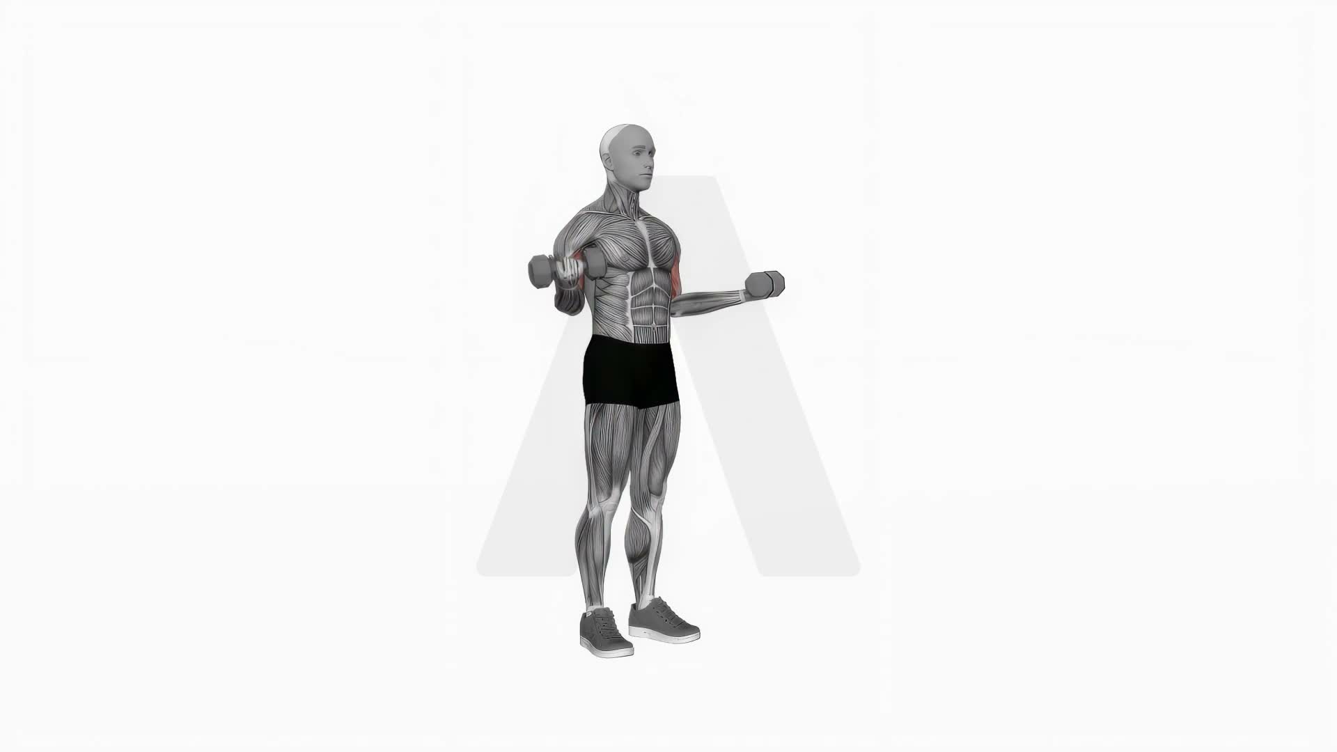 Dumbbell Standing Wide Simultaneous Biceps Curl exercise demonstration