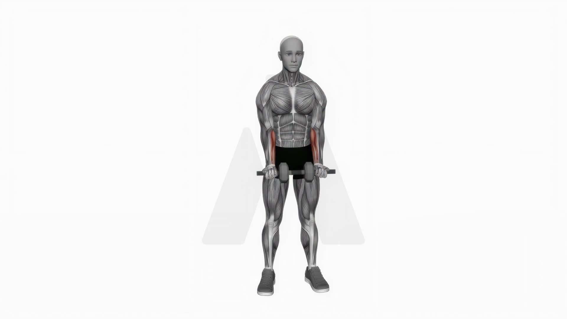 Dumbbell Standing Wrist Curl exercise demonstration