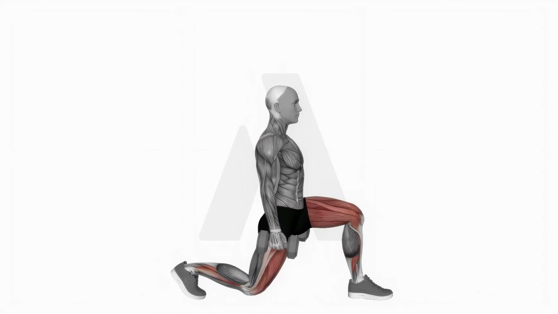Dumbbell Static Lunge exercise demonstration
