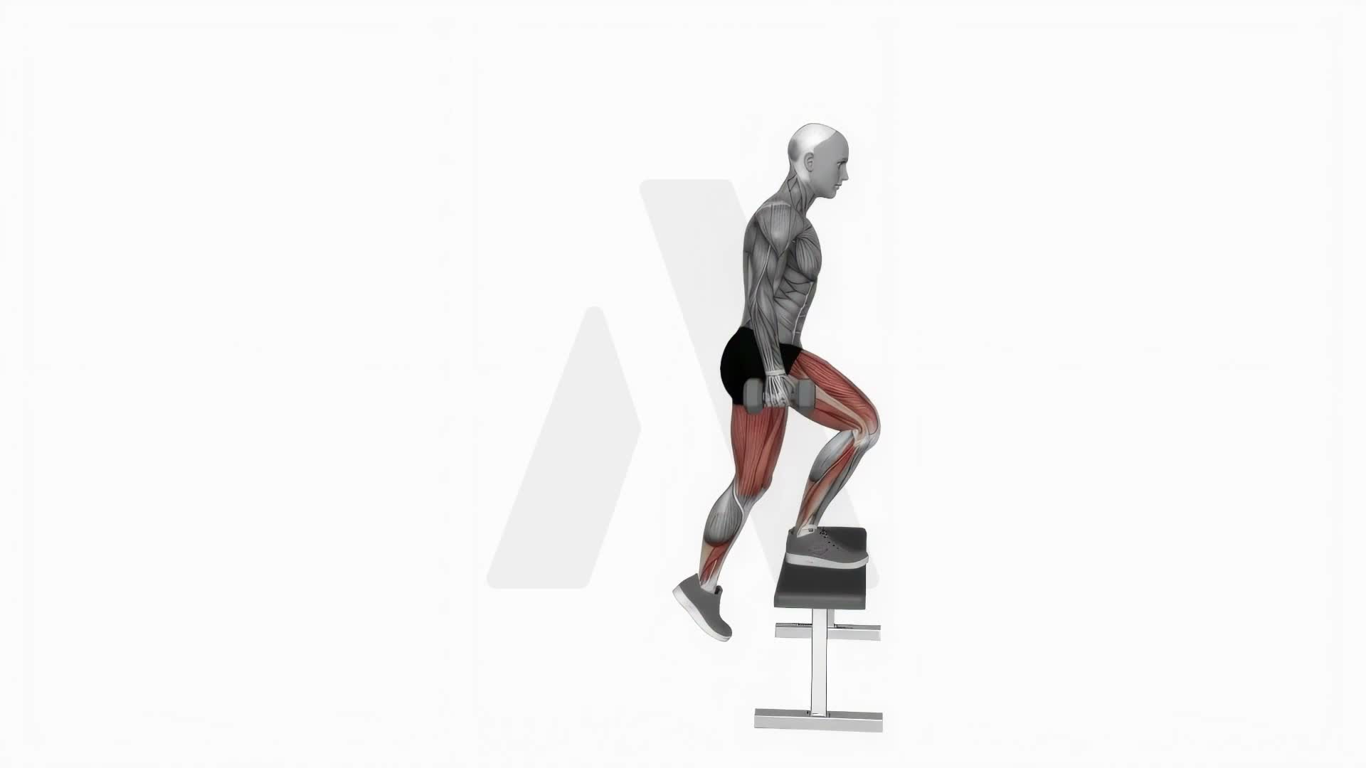 Dumbbell Step Up exercise demonstration