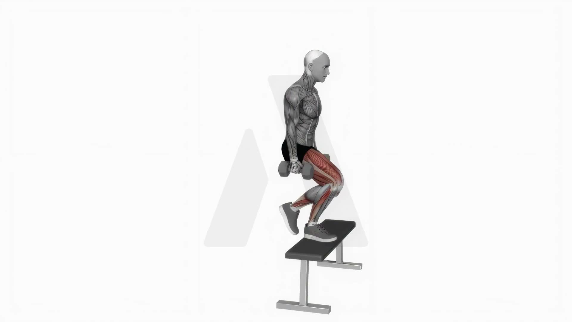 Dumbbell Step Up With Knee Raise exercise demonstration