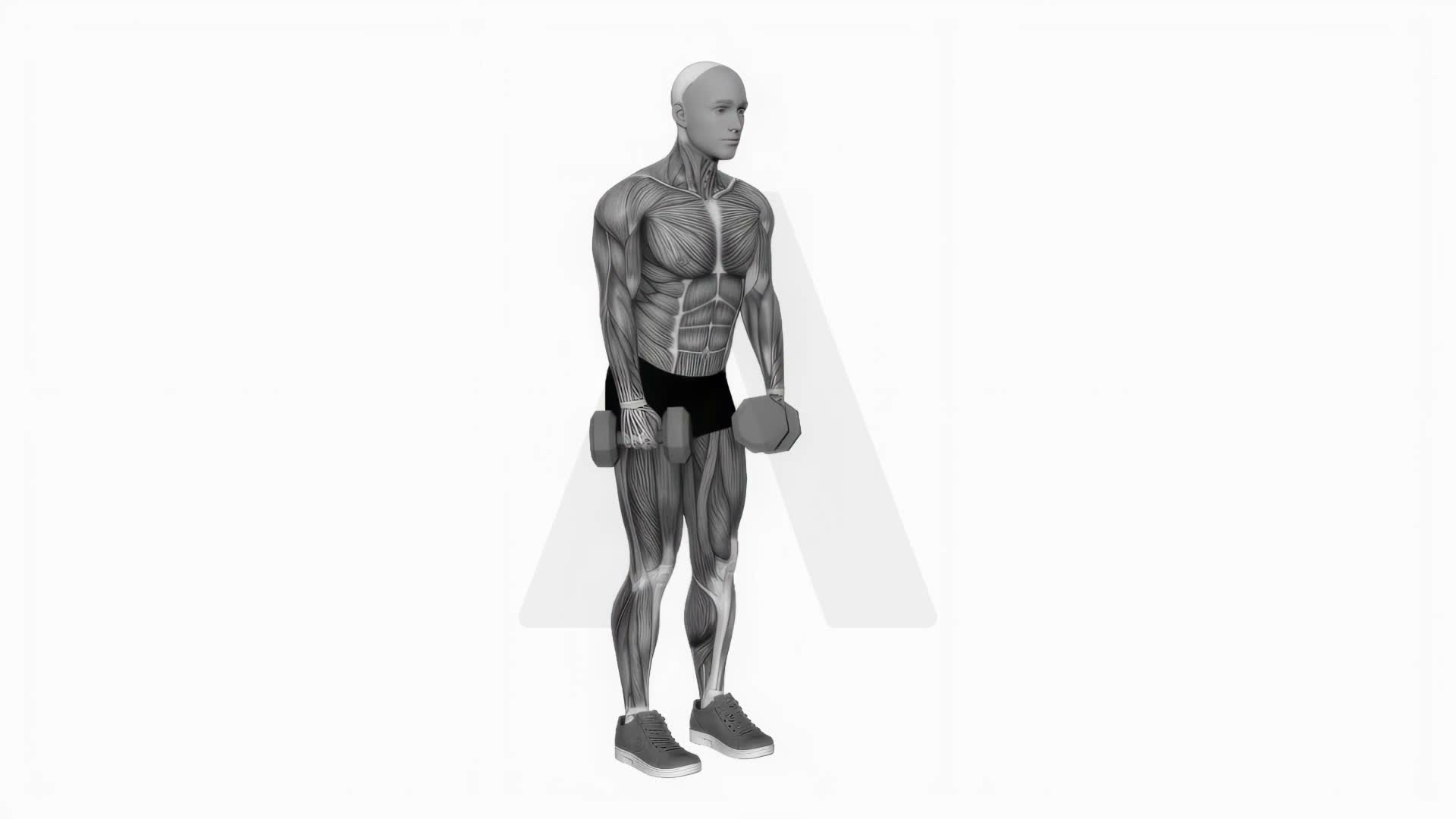 Dumbbell Stiff Leg Deadlift exercise demonstration
