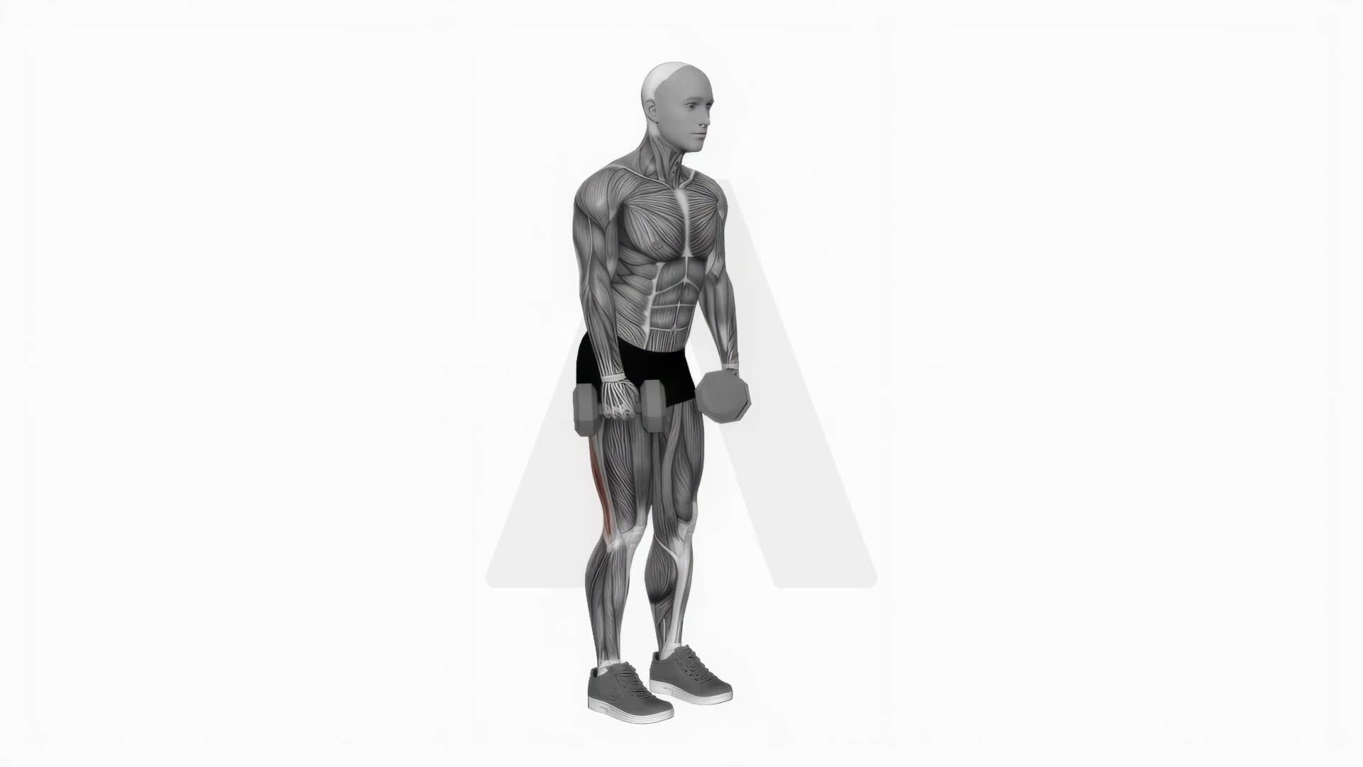 Dumbbell Straight Leg Deadlift exercise demonstration