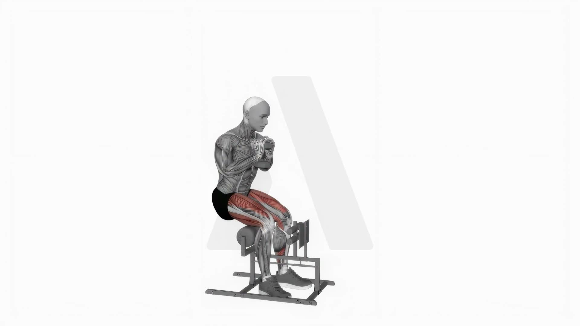 Dumbbell Supported Sissy Squat exercise demonstration