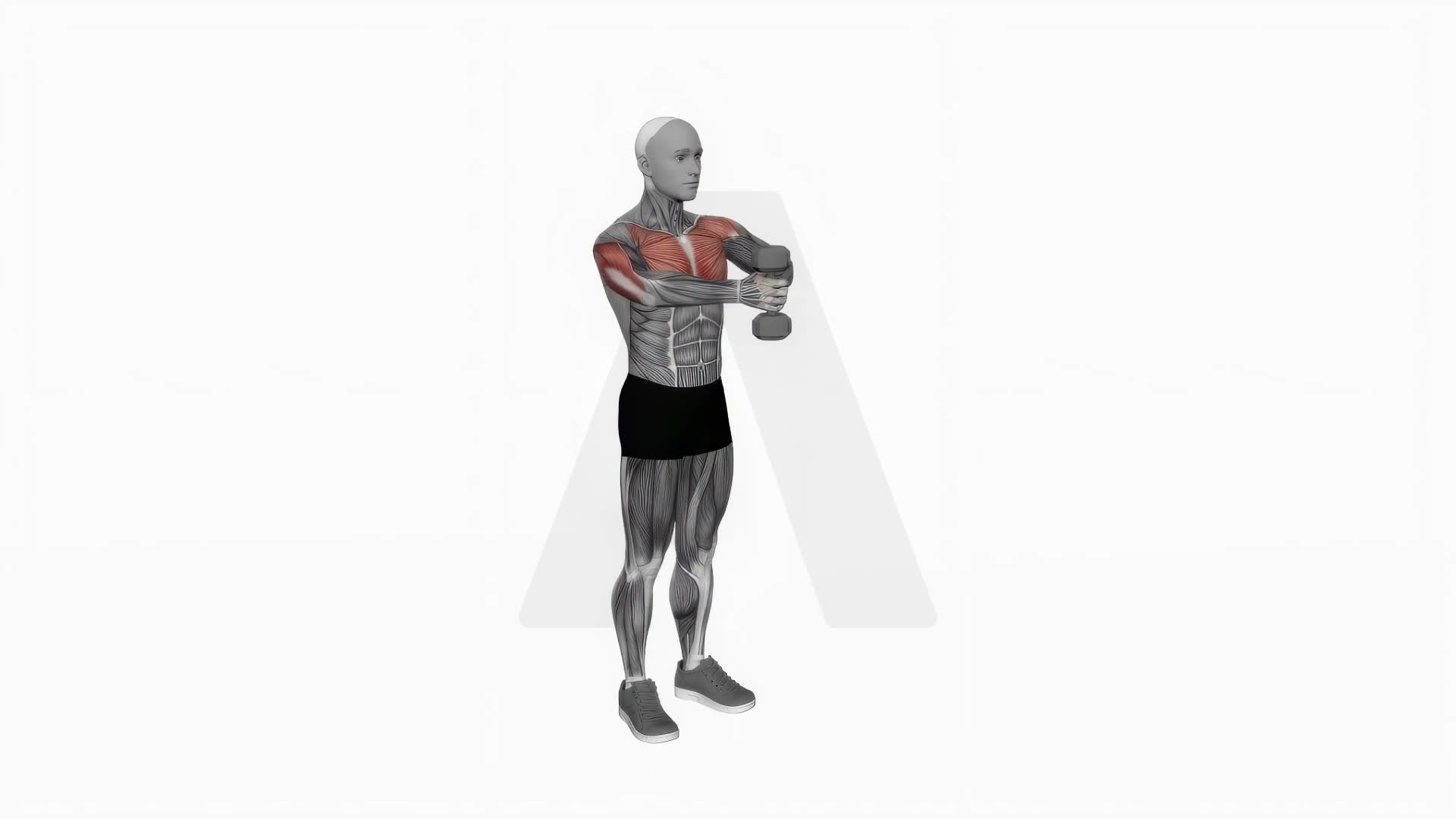 Dumbbell Svend Press exercise demonstration