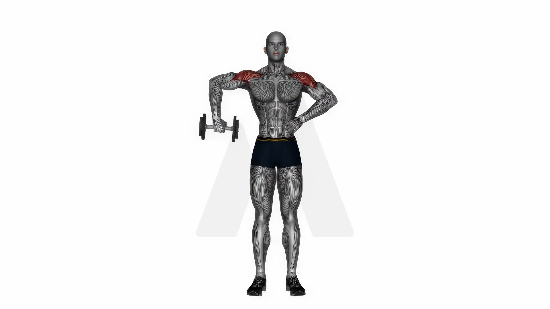 Dumbbell Upright Shoulder External Rotatio exercise demonstration
