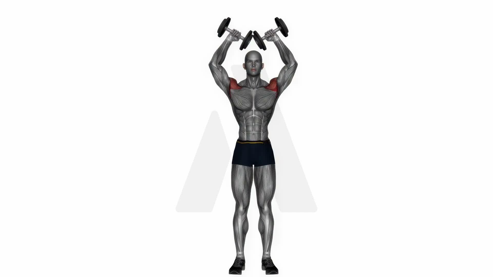 Dumbbell W Press exercise demonstration