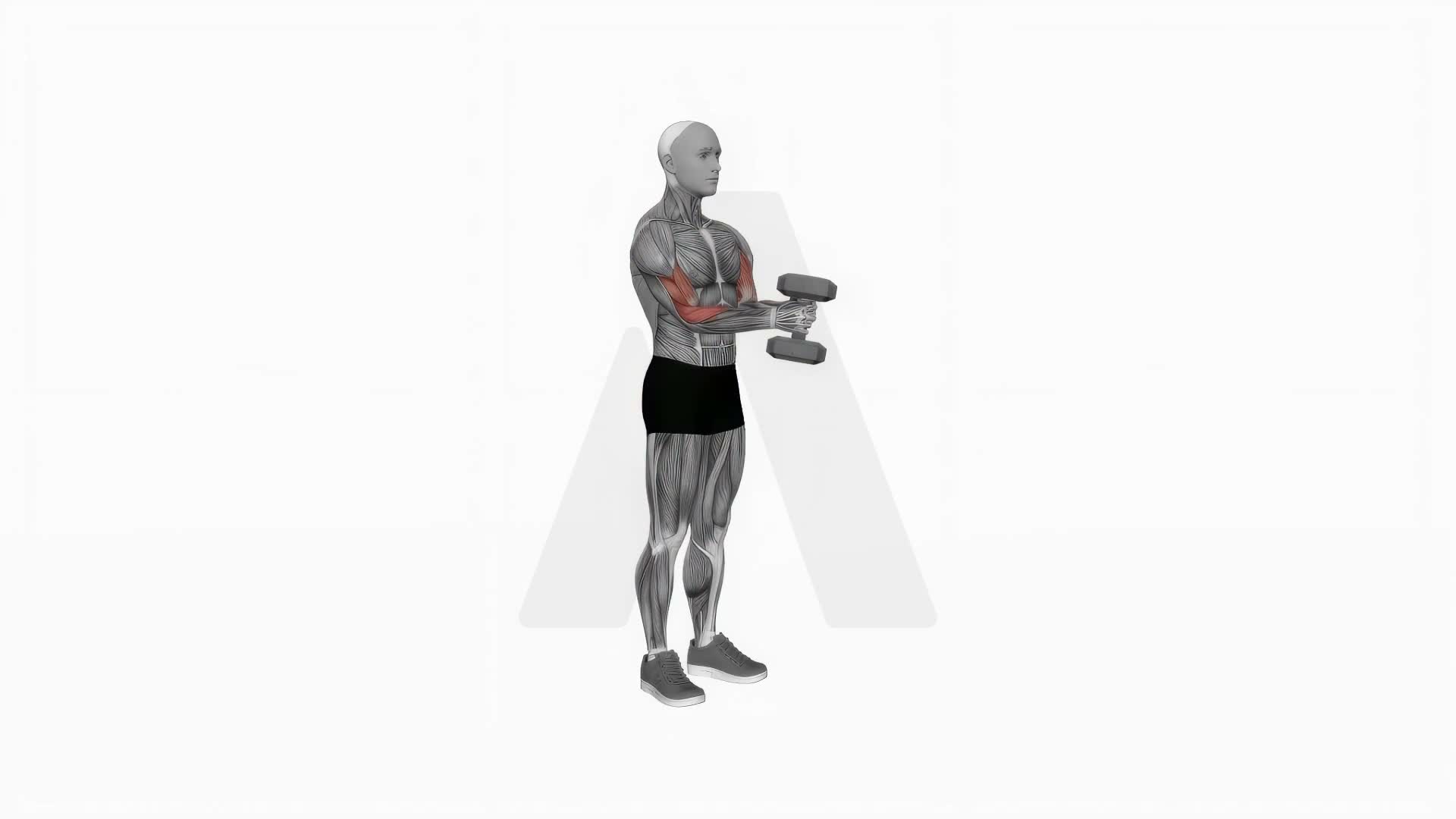 Dumbbell Waiter Biceps Curl exercise demonstration