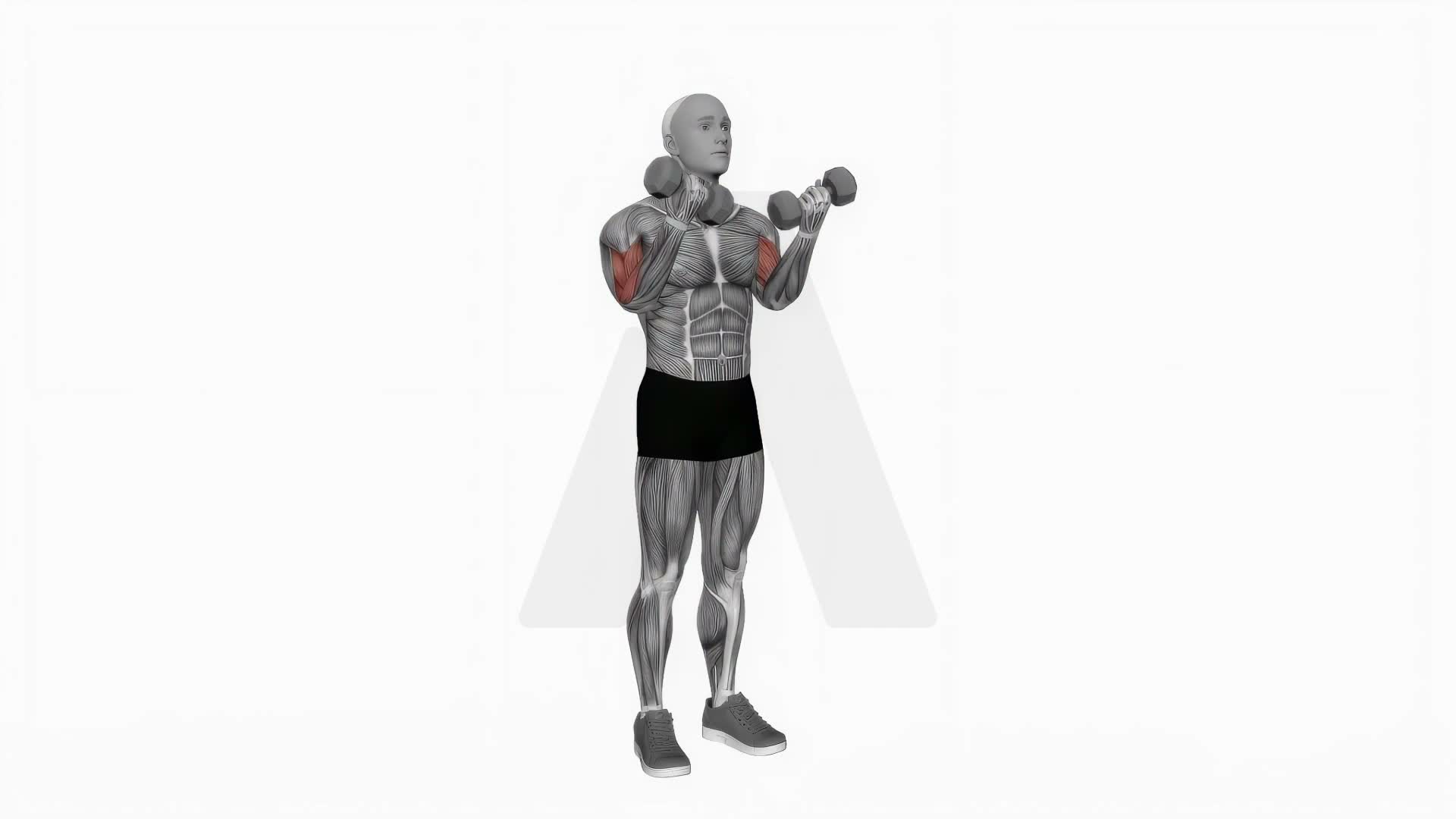 Dumbbell Zottman Curl exercise demonstration