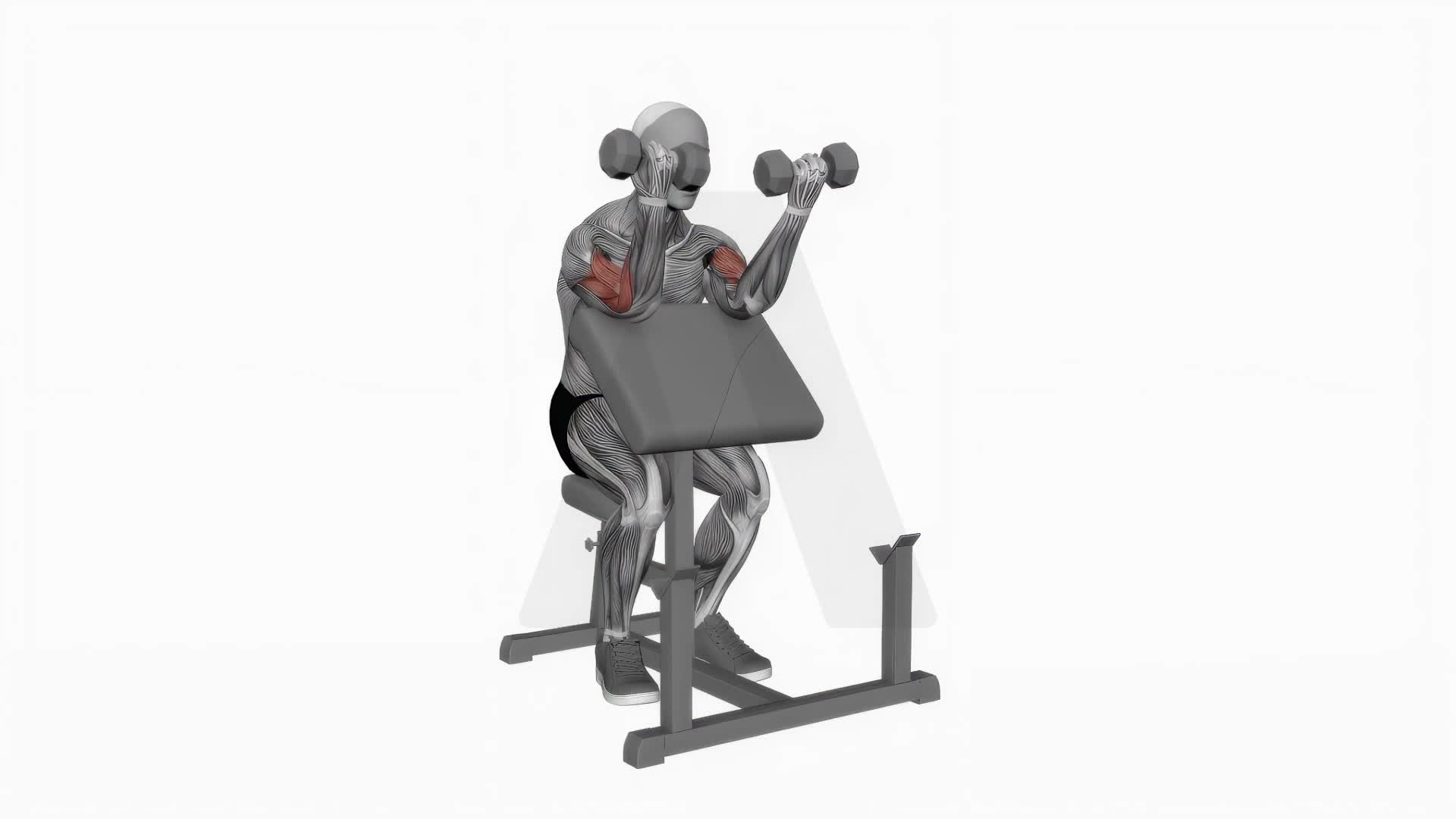 Dumbbell Zottman Preacher Curl exercise demonstration