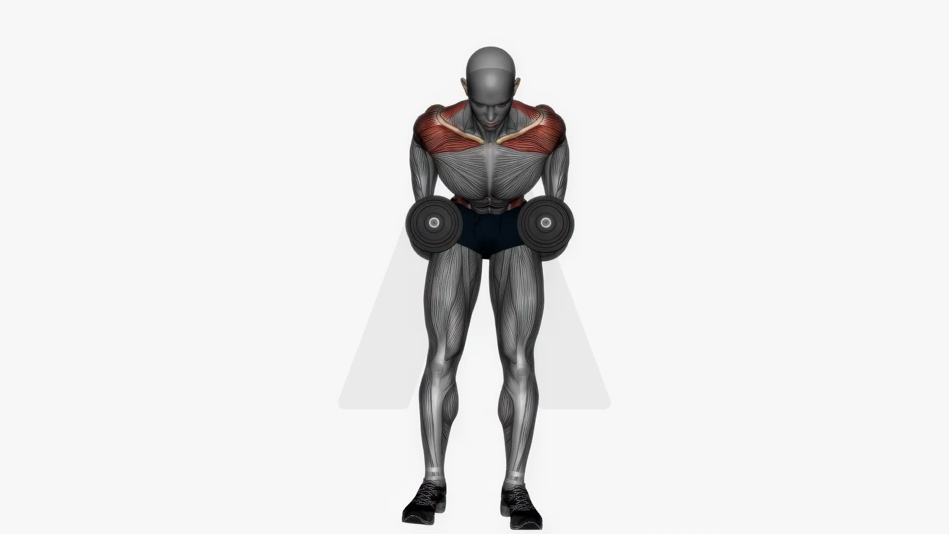 Dumbbells Bent Over Row exercise demonstration