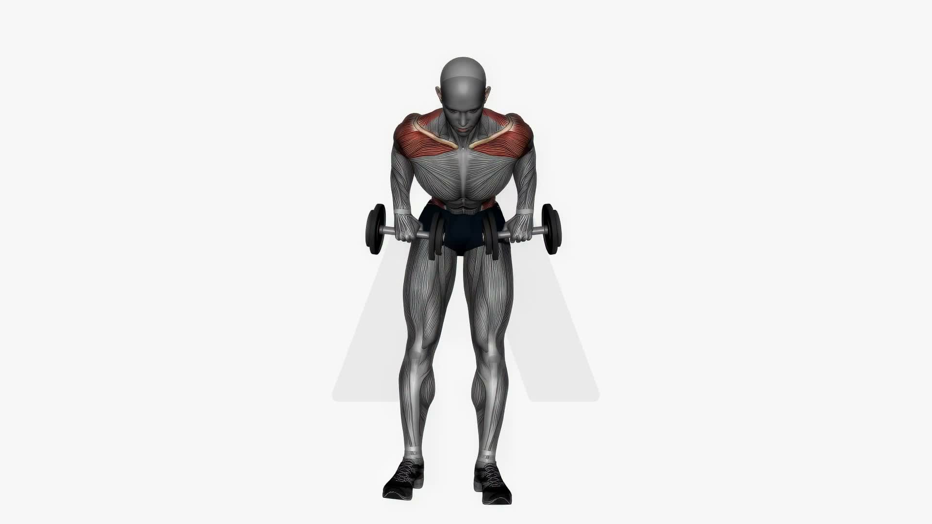 Dumbbells Bent Over Row Pronated Grip exercise demonstration