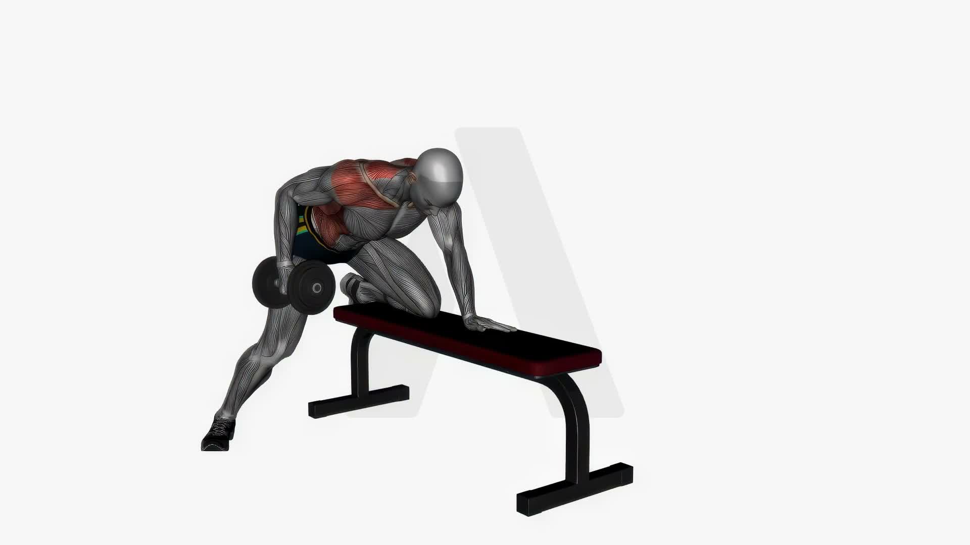 Dumbbell Row exercise demonstration