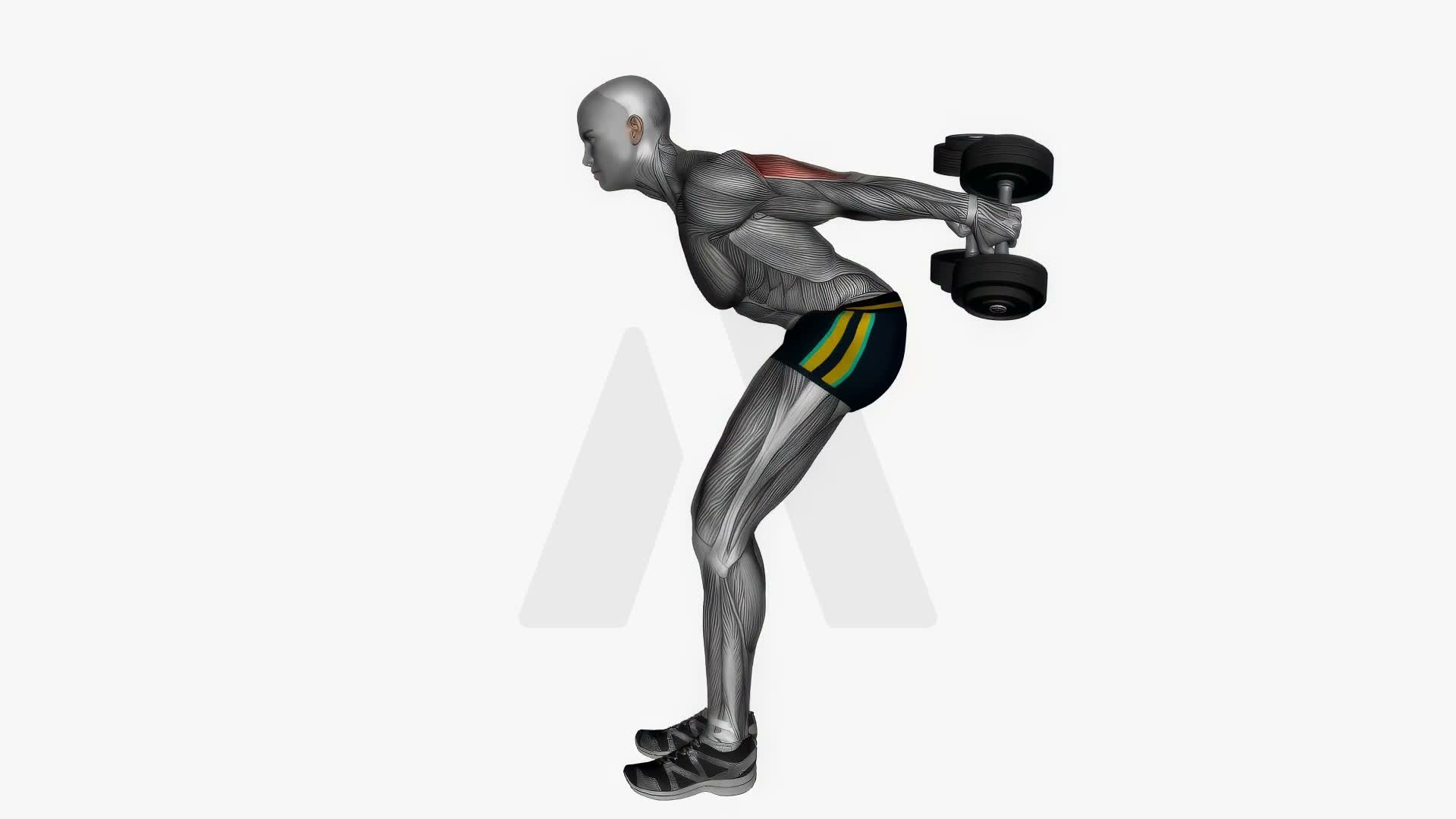 Dumbbells Triceps Kick Back Both Arms exercise demonstration