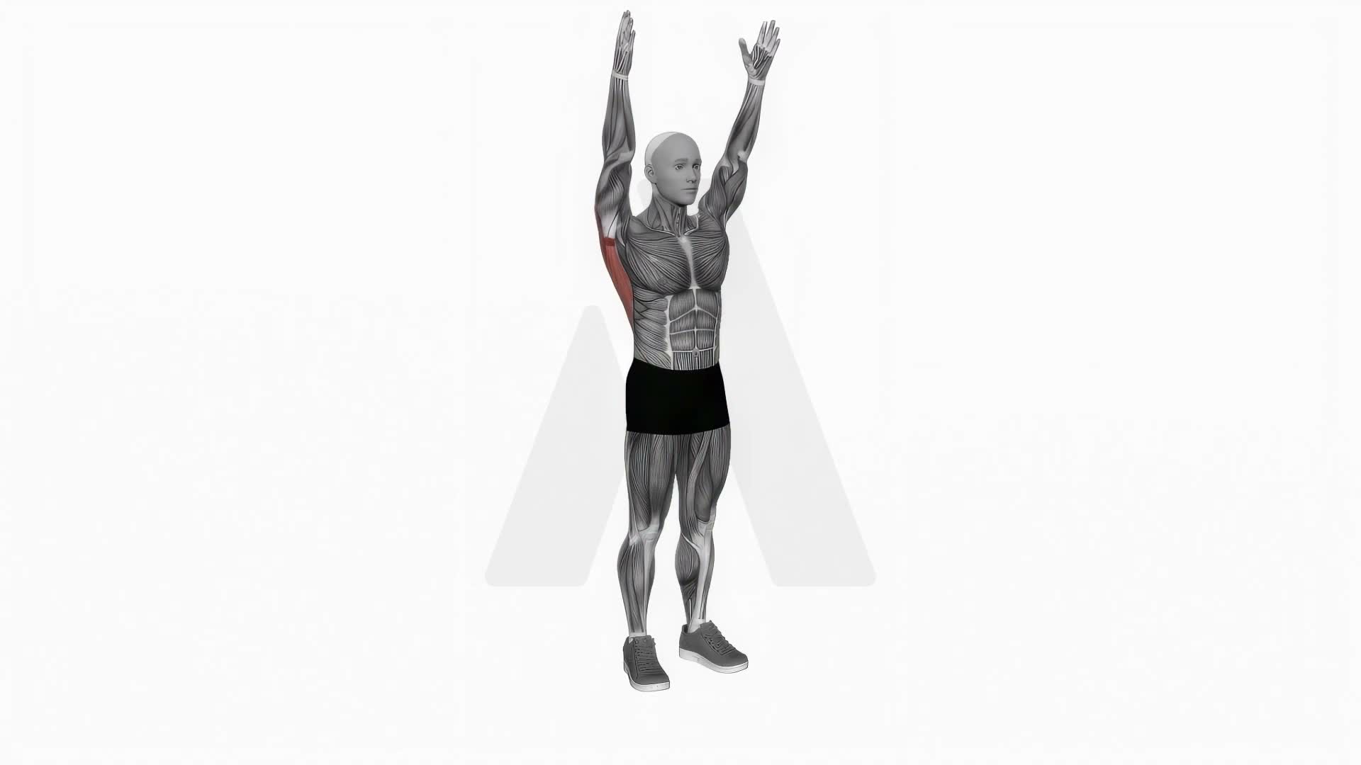 Dynamic Back Stretch exercise demonstration
