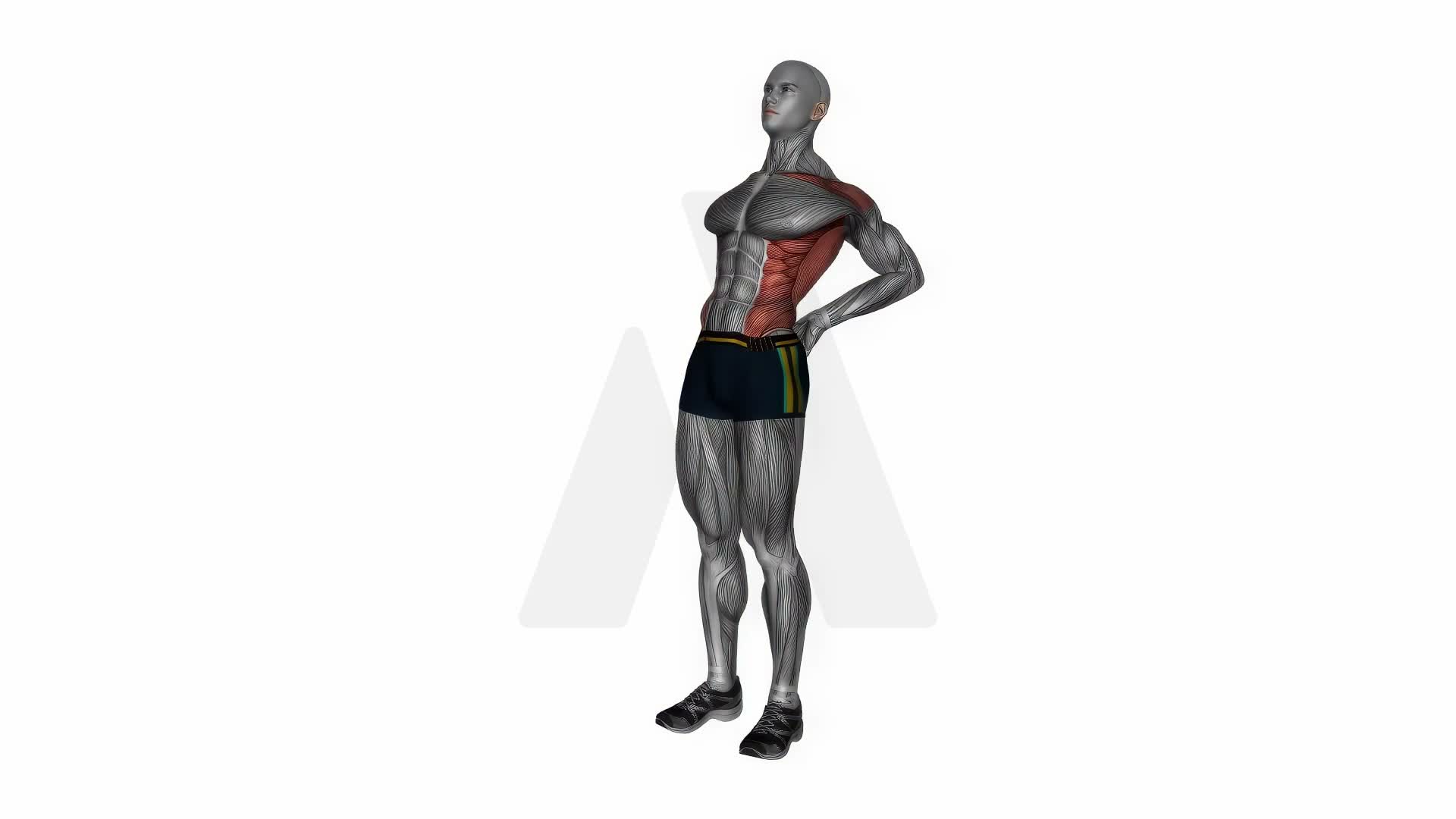 Elbow Back Stretch exercise demonstration