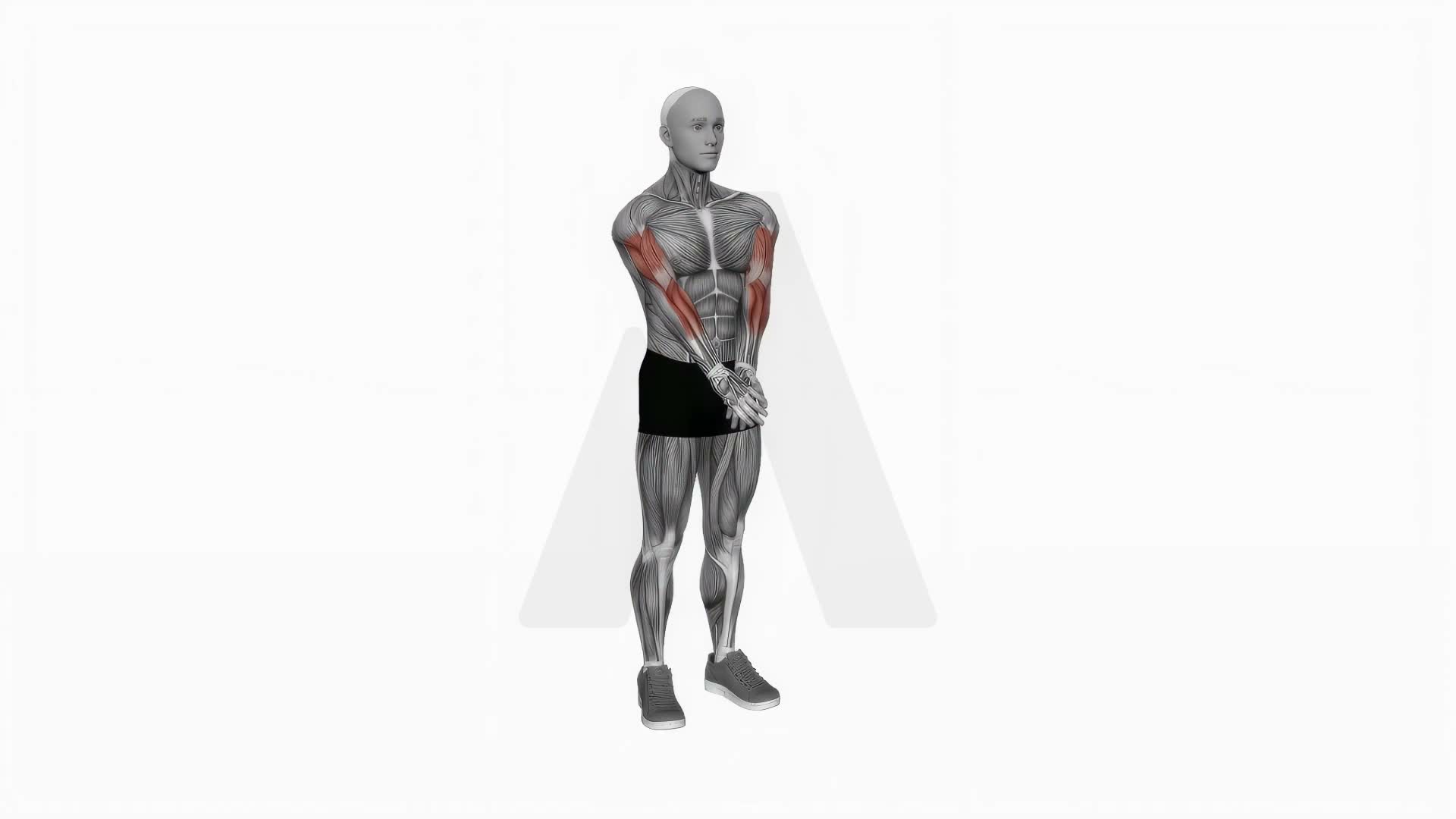 Elbow Extension And Supination Pronation Forearm Stretch exercise demonstration