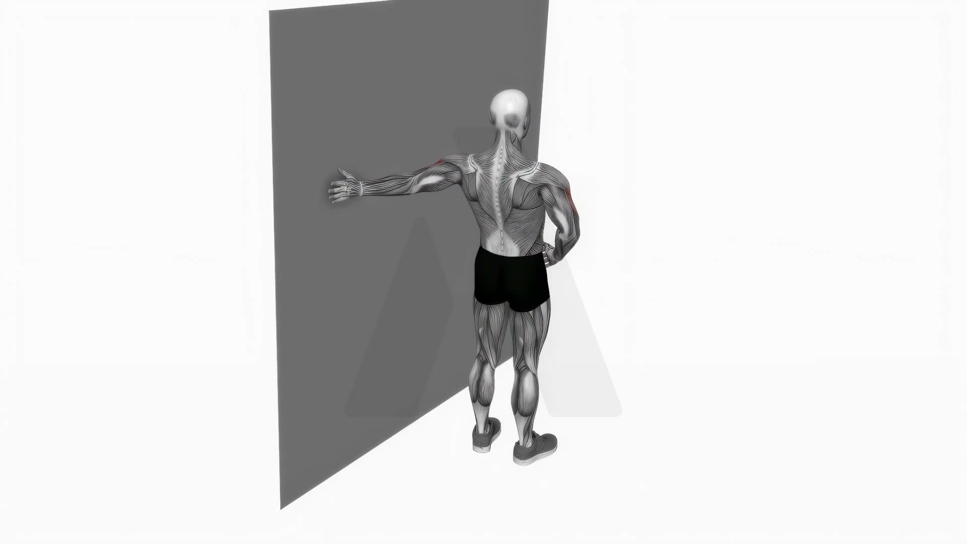 Elbow Flexor Stretch exercise demonstration