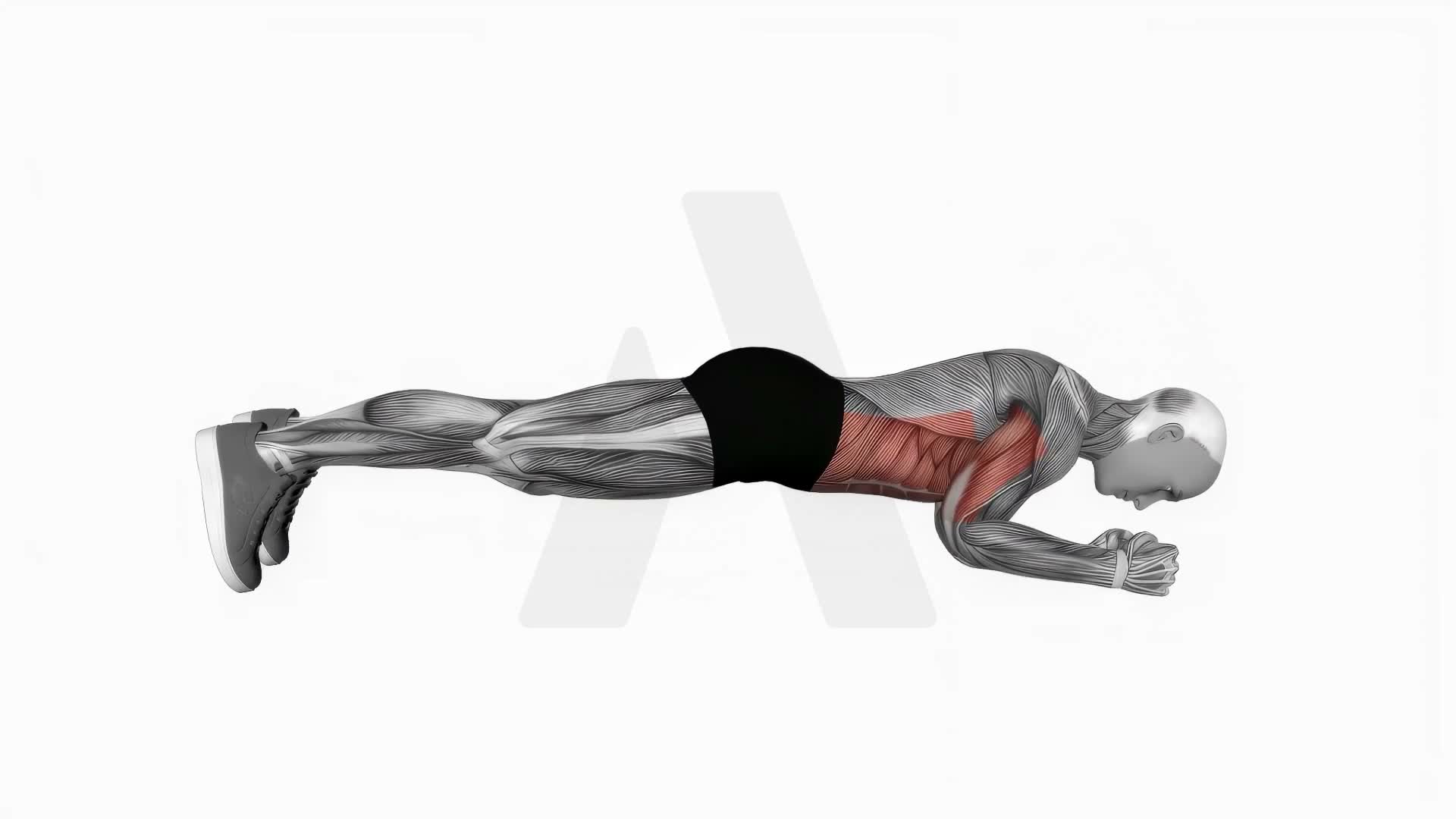 Elbow Push Plank Up exercise demonstration