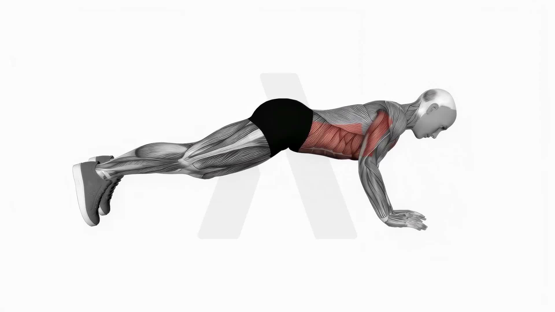 Elbow Up And Down Dynamic Plank exercise demonstration