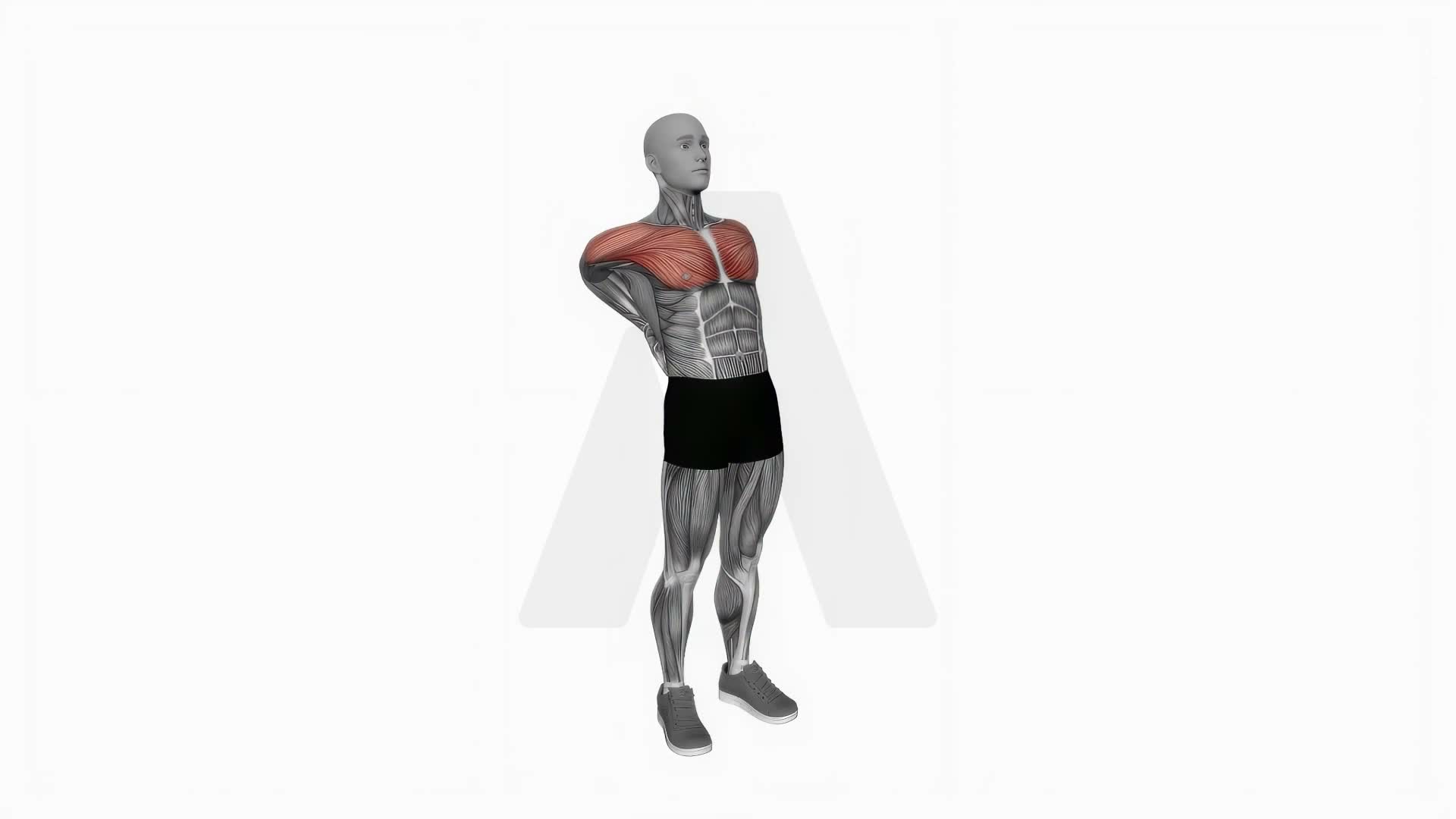Elbows Back Stretch exercise demonstration