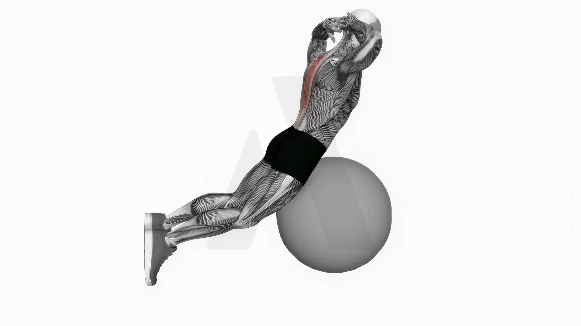 Exercise Ball Back Extension With Hands Behind Head exercise demonstration