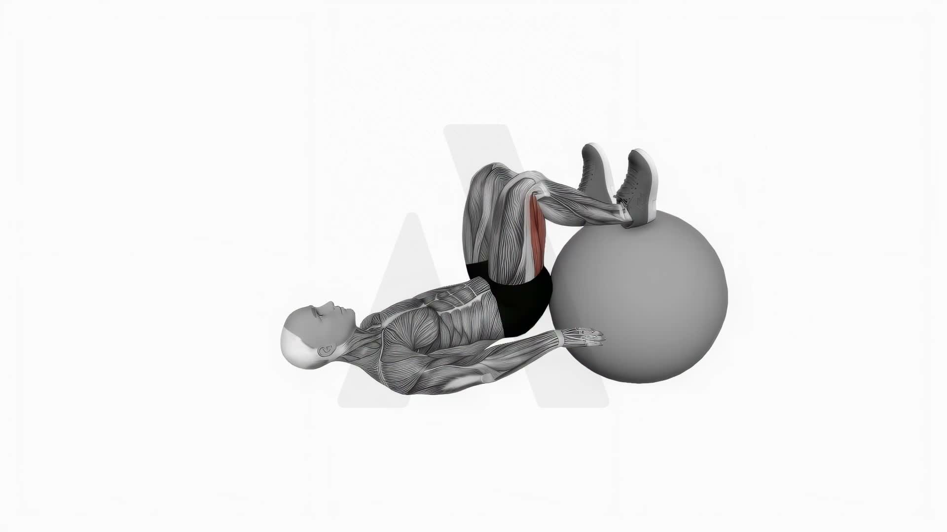 Exercise Ball Leg Curl exercise demonstration