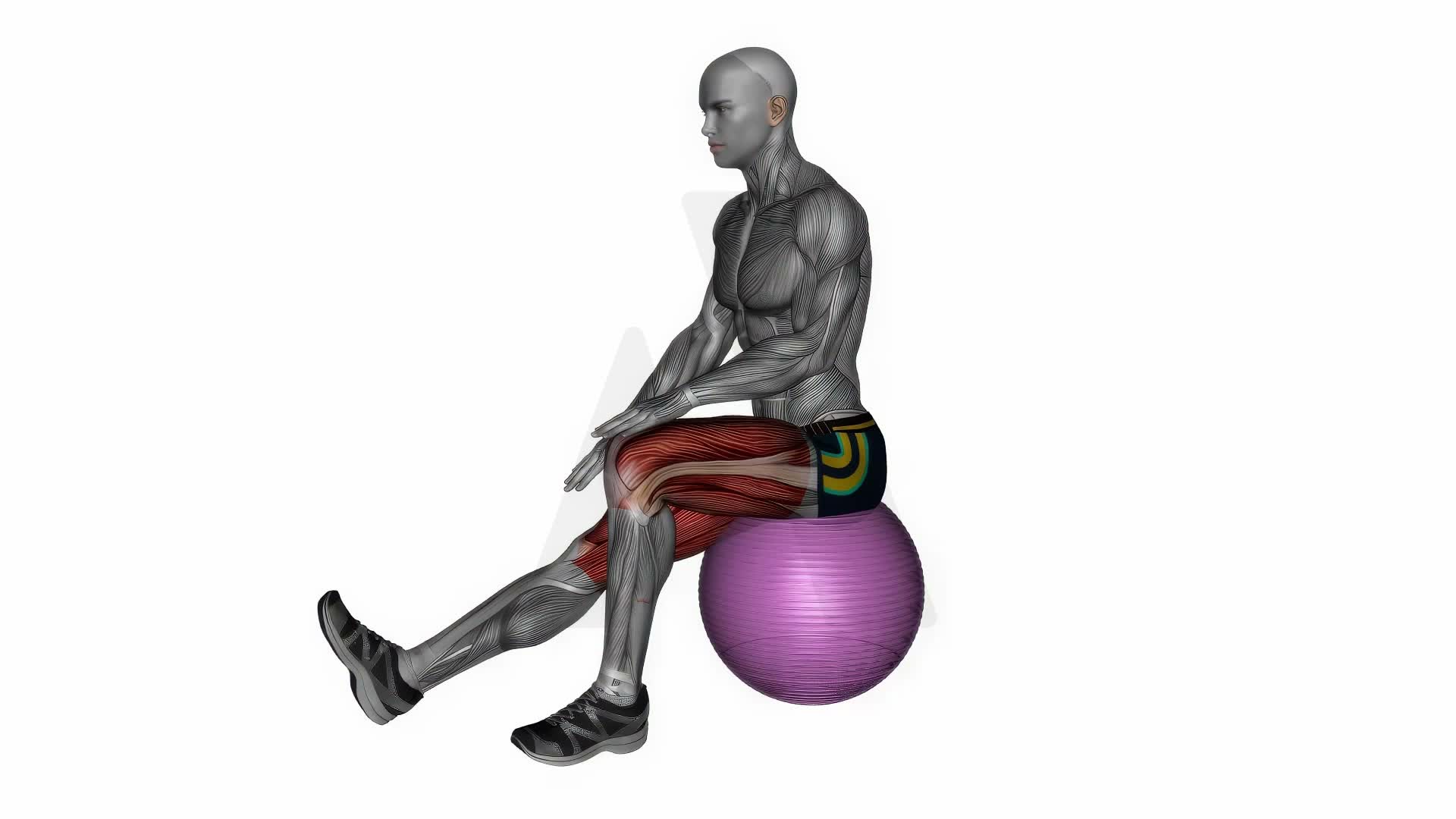 Exercise Ball Seated Hamstring Stretch exercise demonstration