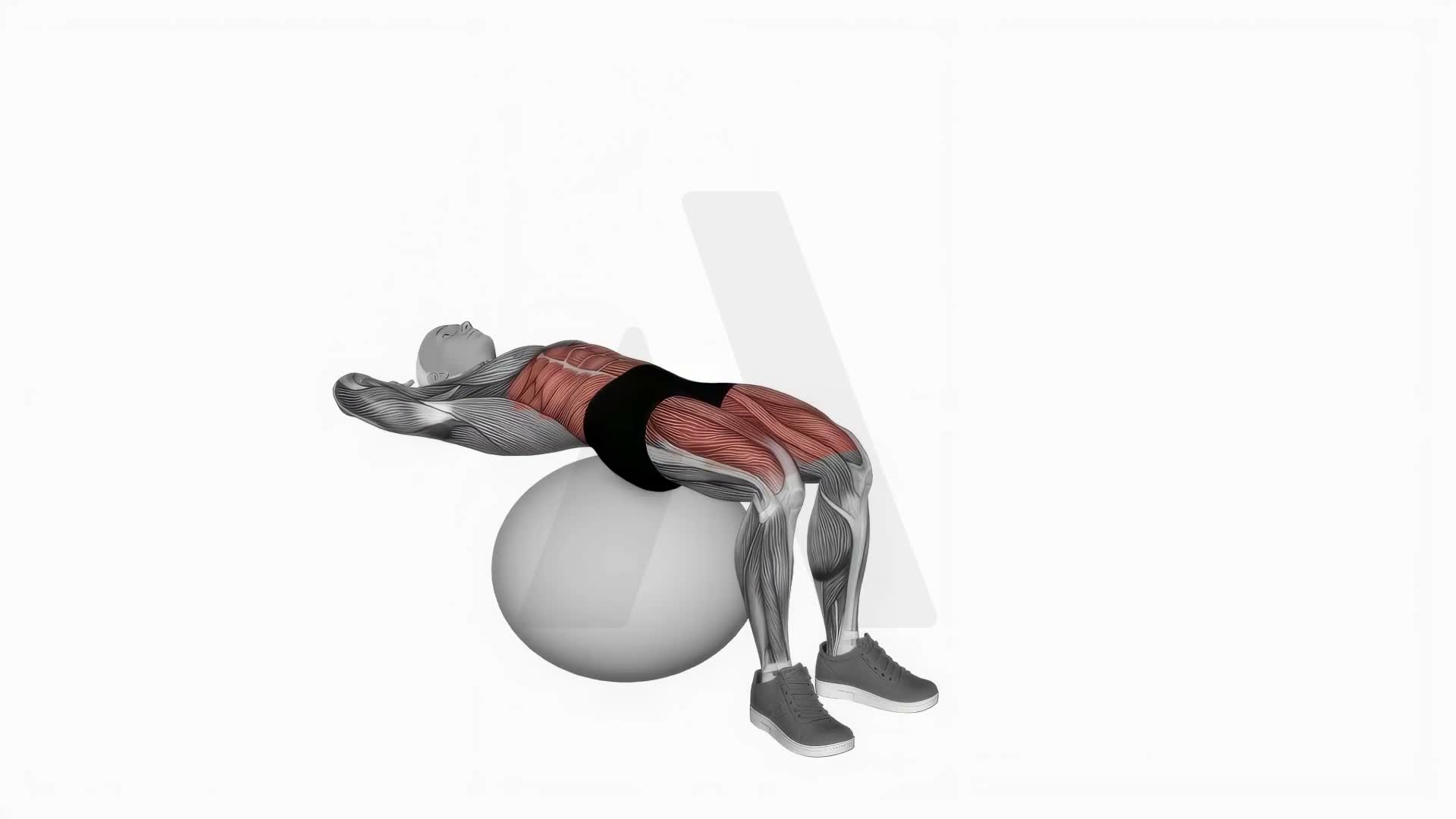 Exercise Ball Sit Ups exercise demonstration