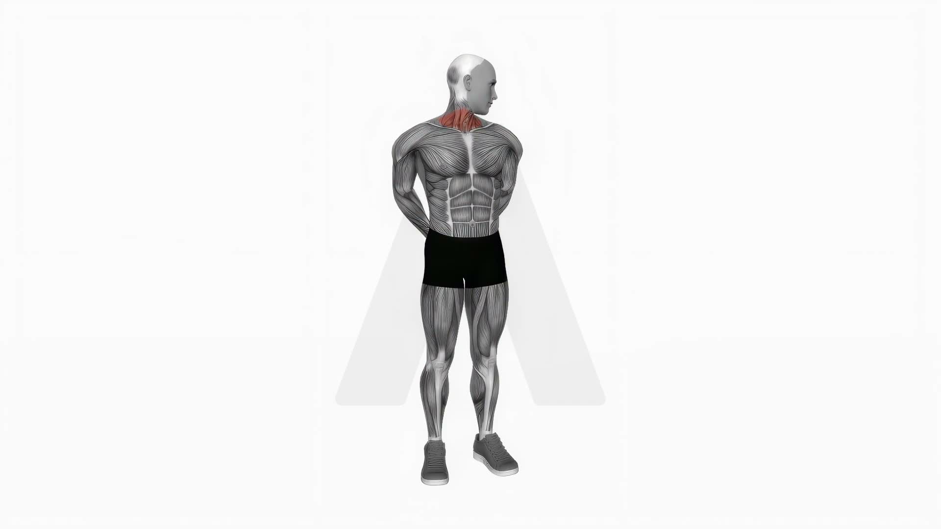 Extension And Inclination Neck Stretch exercise demonstration