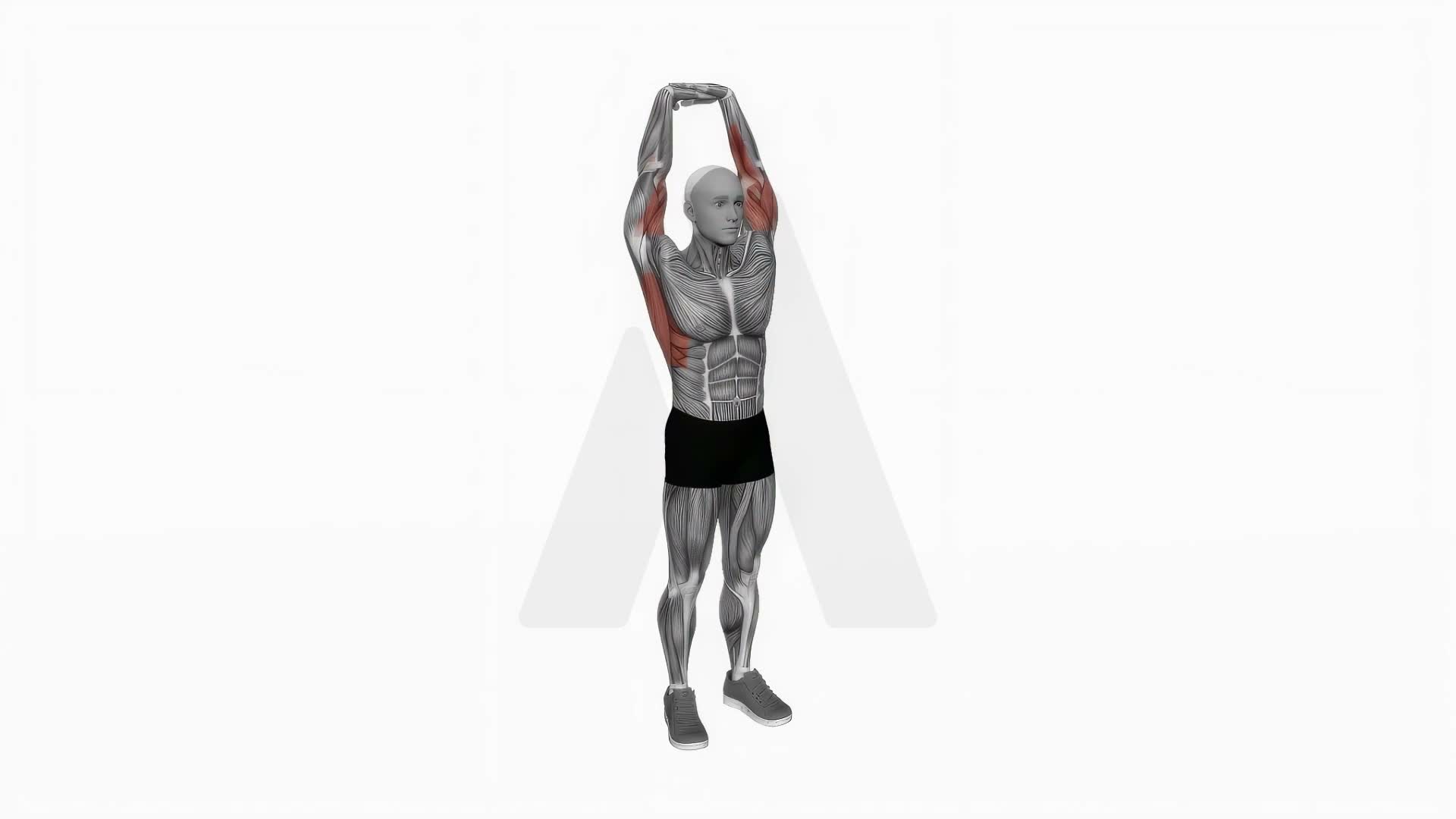 Extension Of Arms In Vertical Stretch exercise demonstration