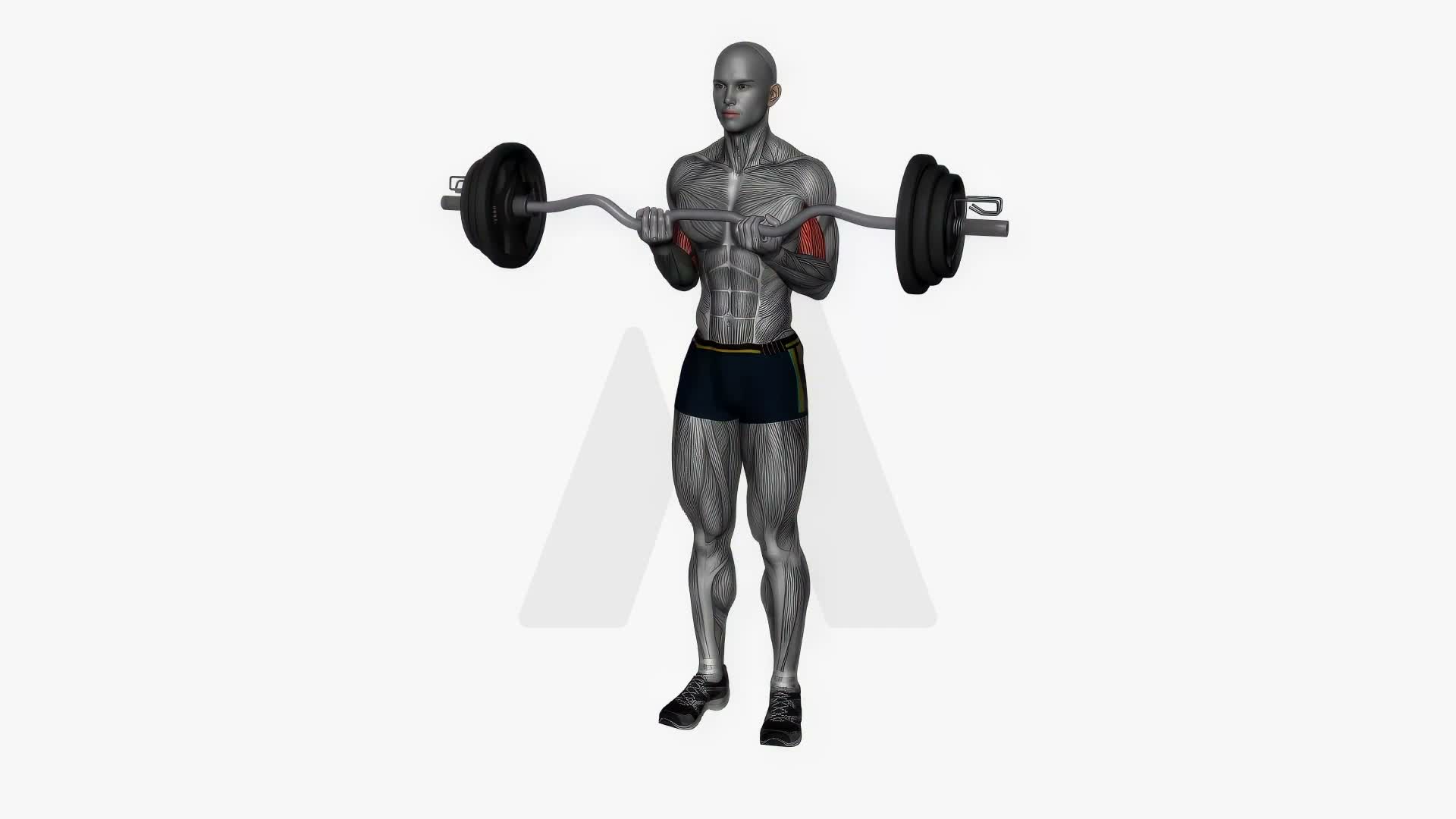Ez Bar Biceps Curl Close Grip exercise demonstration