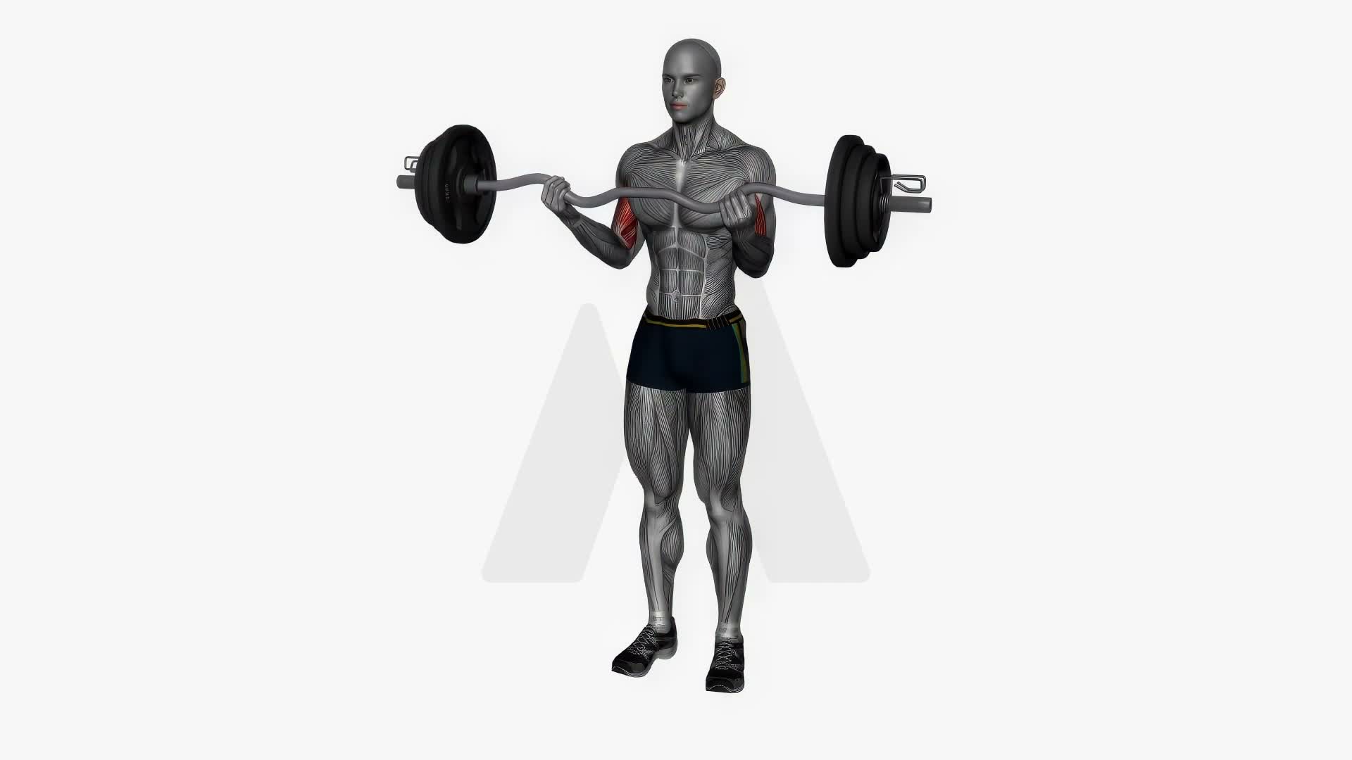 Ez Bar Biceps Curl Normal Grip exercise demonstration