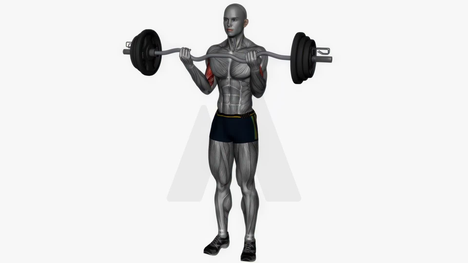 Ez Bar Biceps Curl Wide Grip exercise demonstration