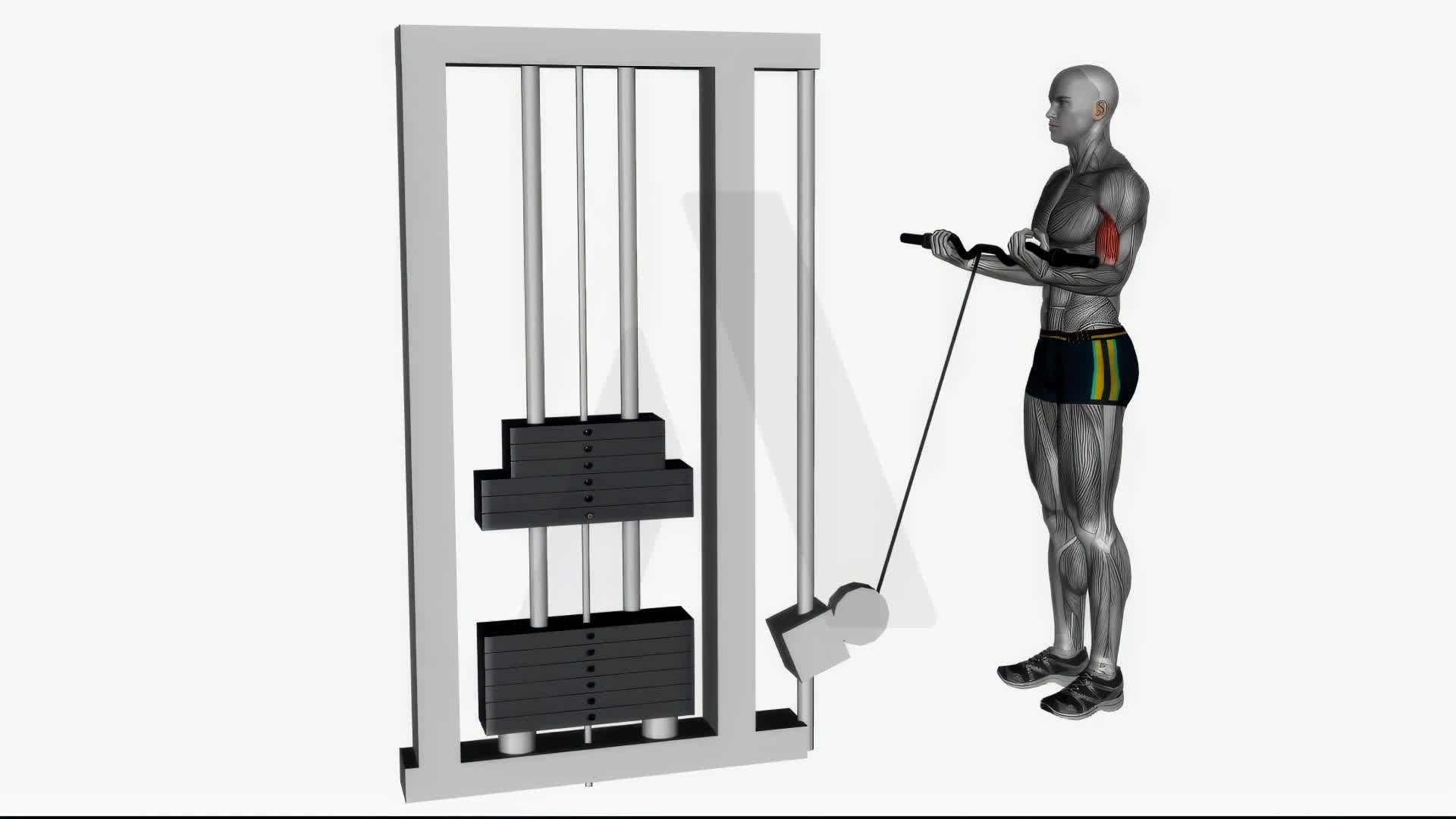 Ez Bar Cable Curl Wide Grip exercise demonstration