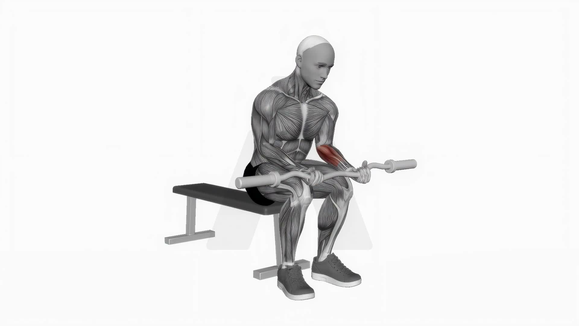 Ez Bar Seated Wrist Curl exercise demonstration