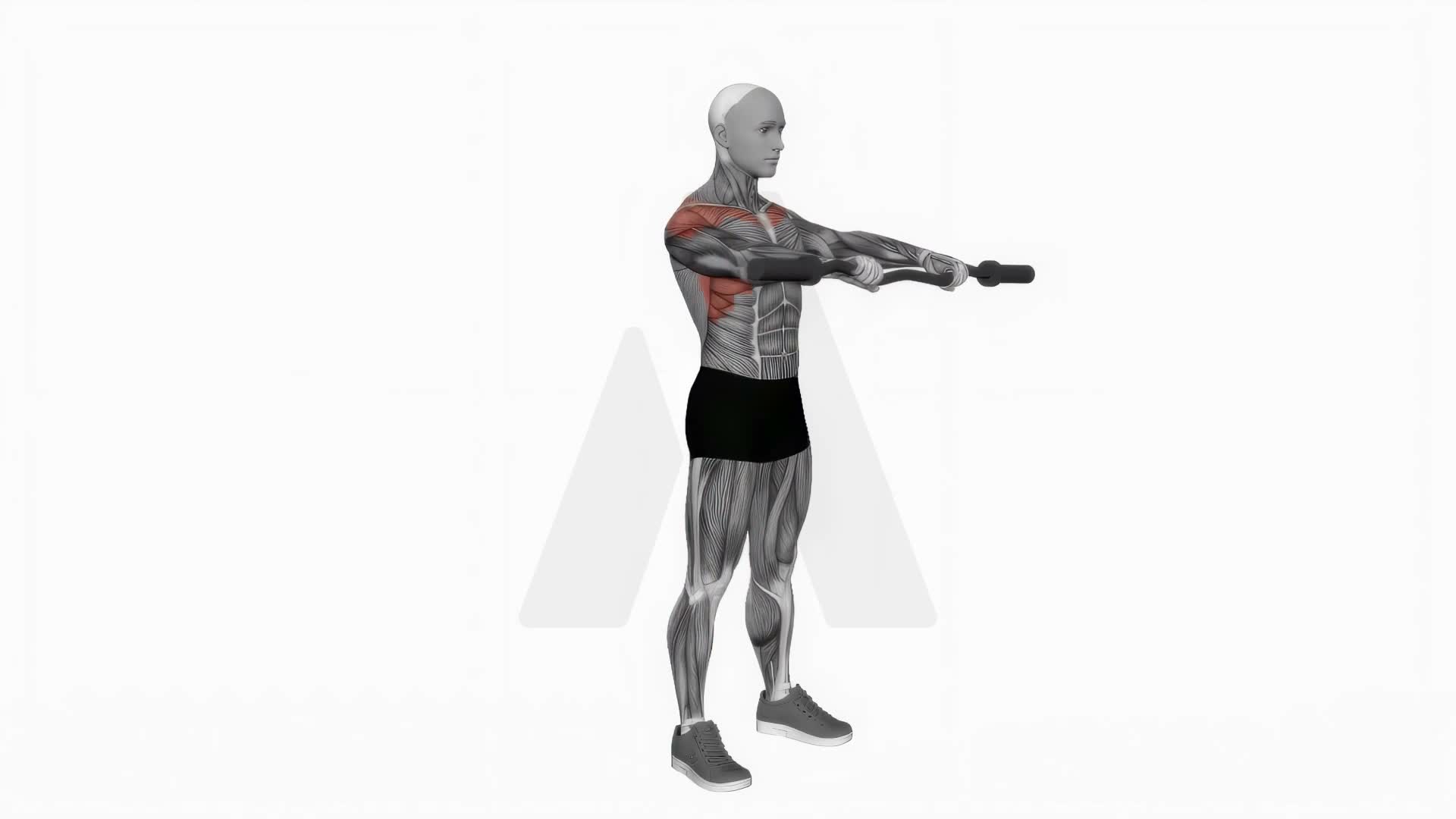 Ez Bar Standing Front Raise exercise demonstration