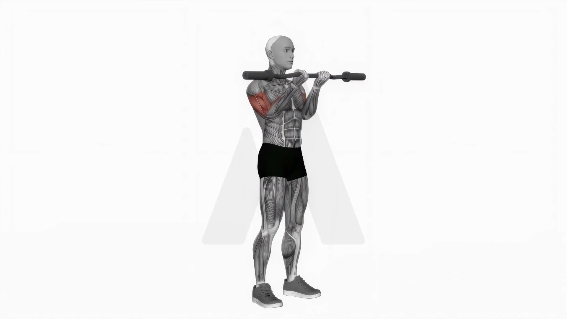 Ez Barbell Close Grip Curl exercise demonstration