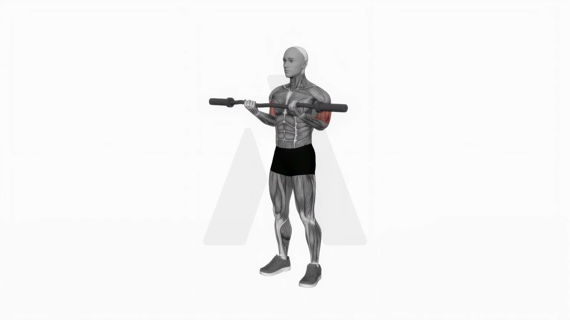 EZ Bar Curl exercise demonstration