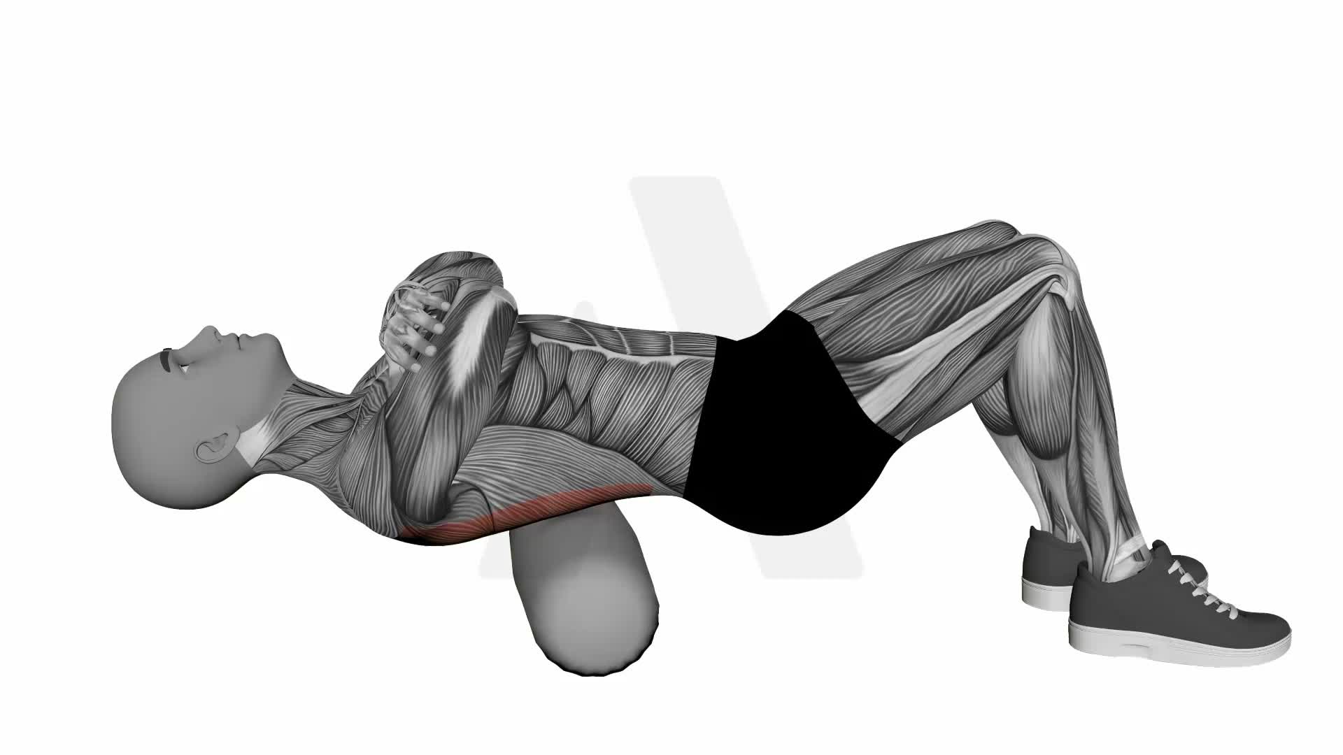 Foam Roller Back exercise demonstration