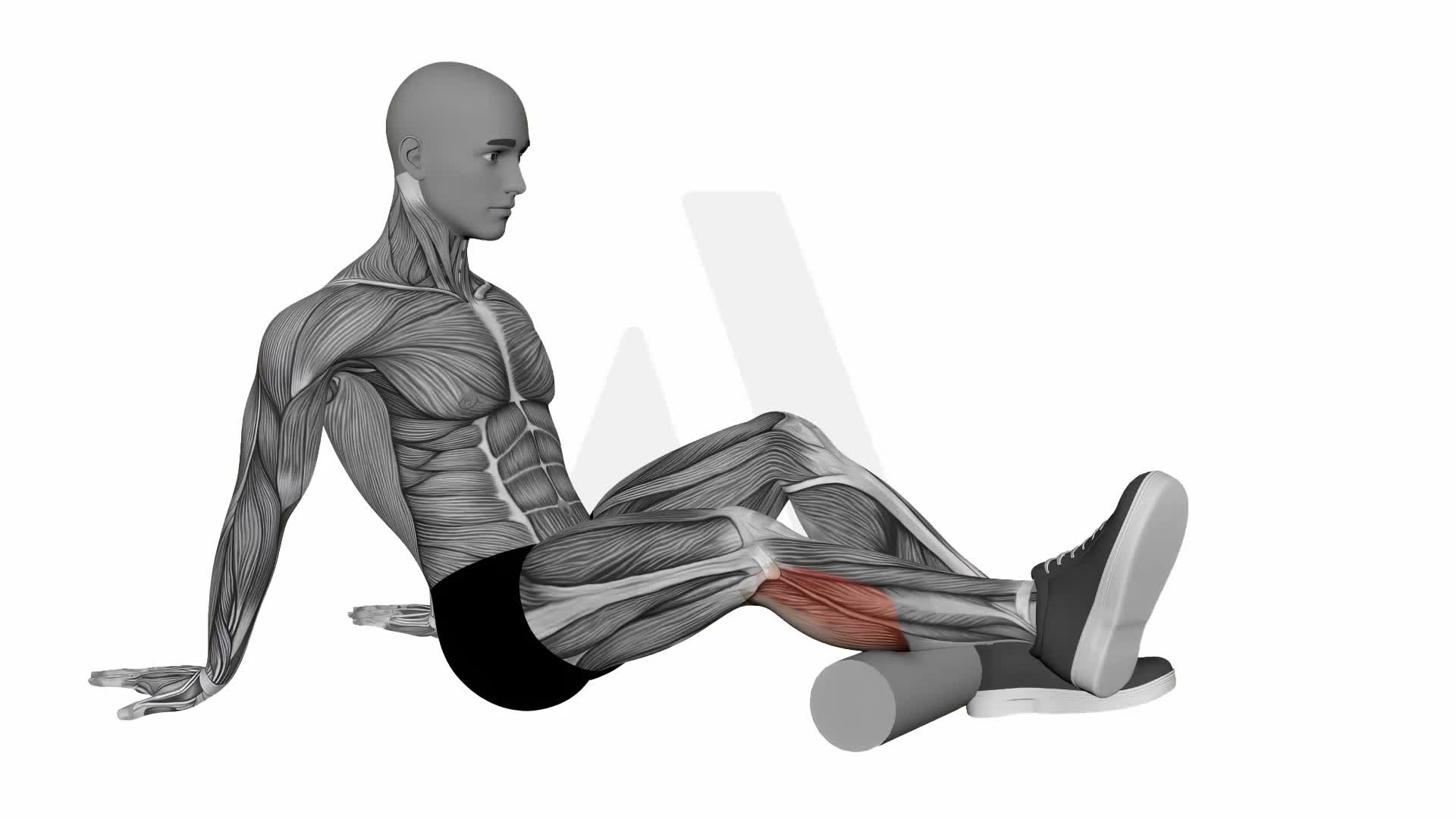 Foam Roller Calves exercise demonstration