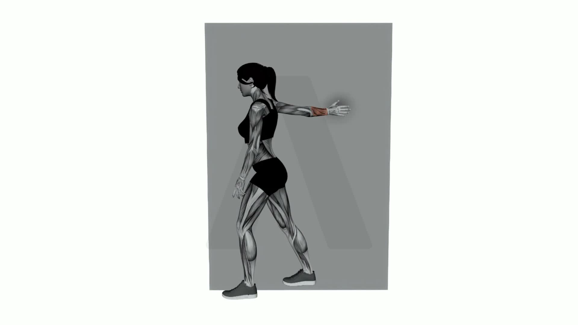 Forearms Stretch On Wall exercise demonstration