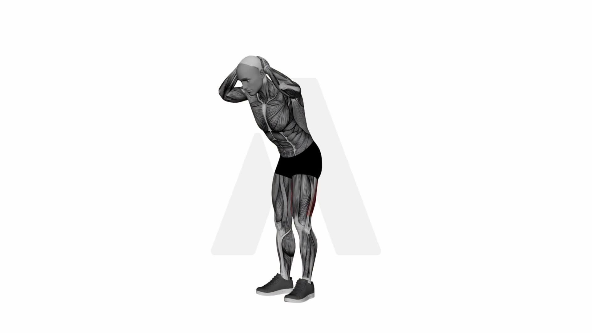 Good Mornings exercise demonstration
