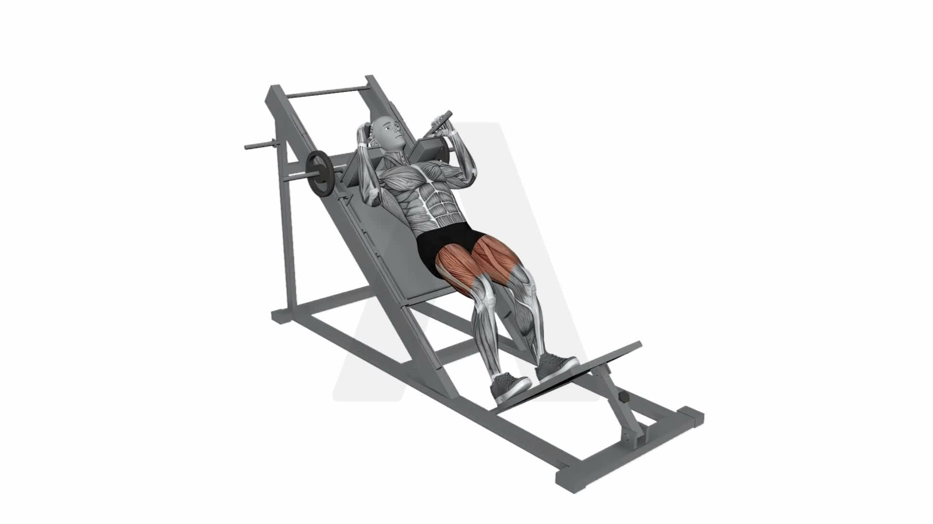 Hack Squat Machine Squat exercise demonstration