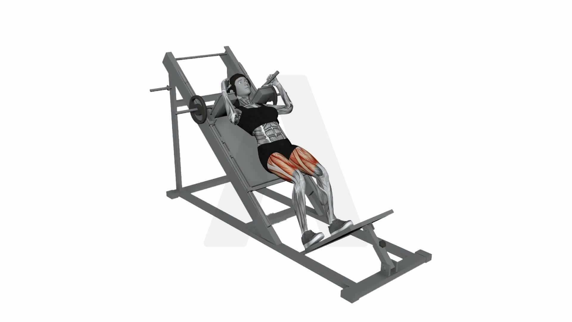 Hack Squat exercise demonstration